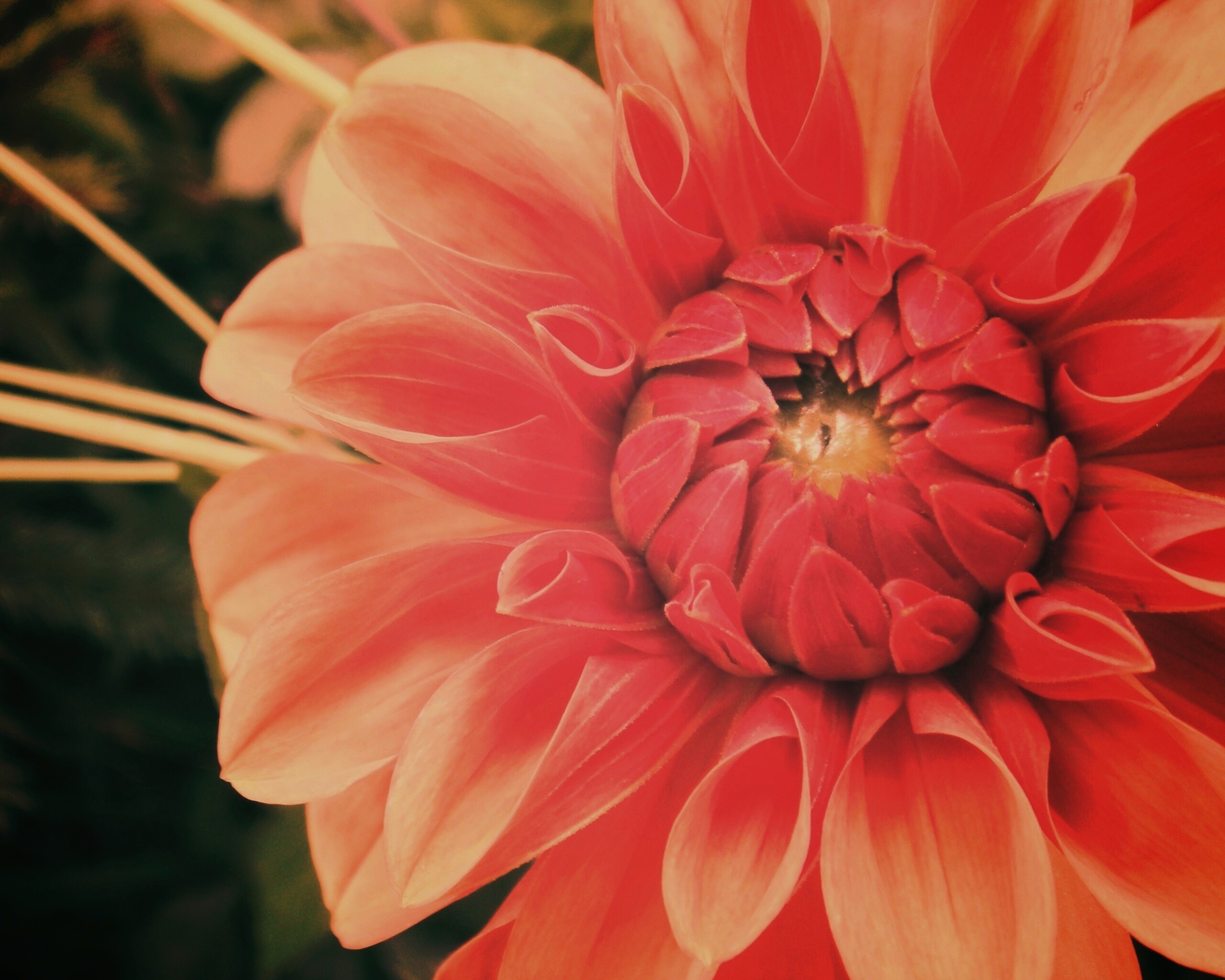 Аленький цветочек обои