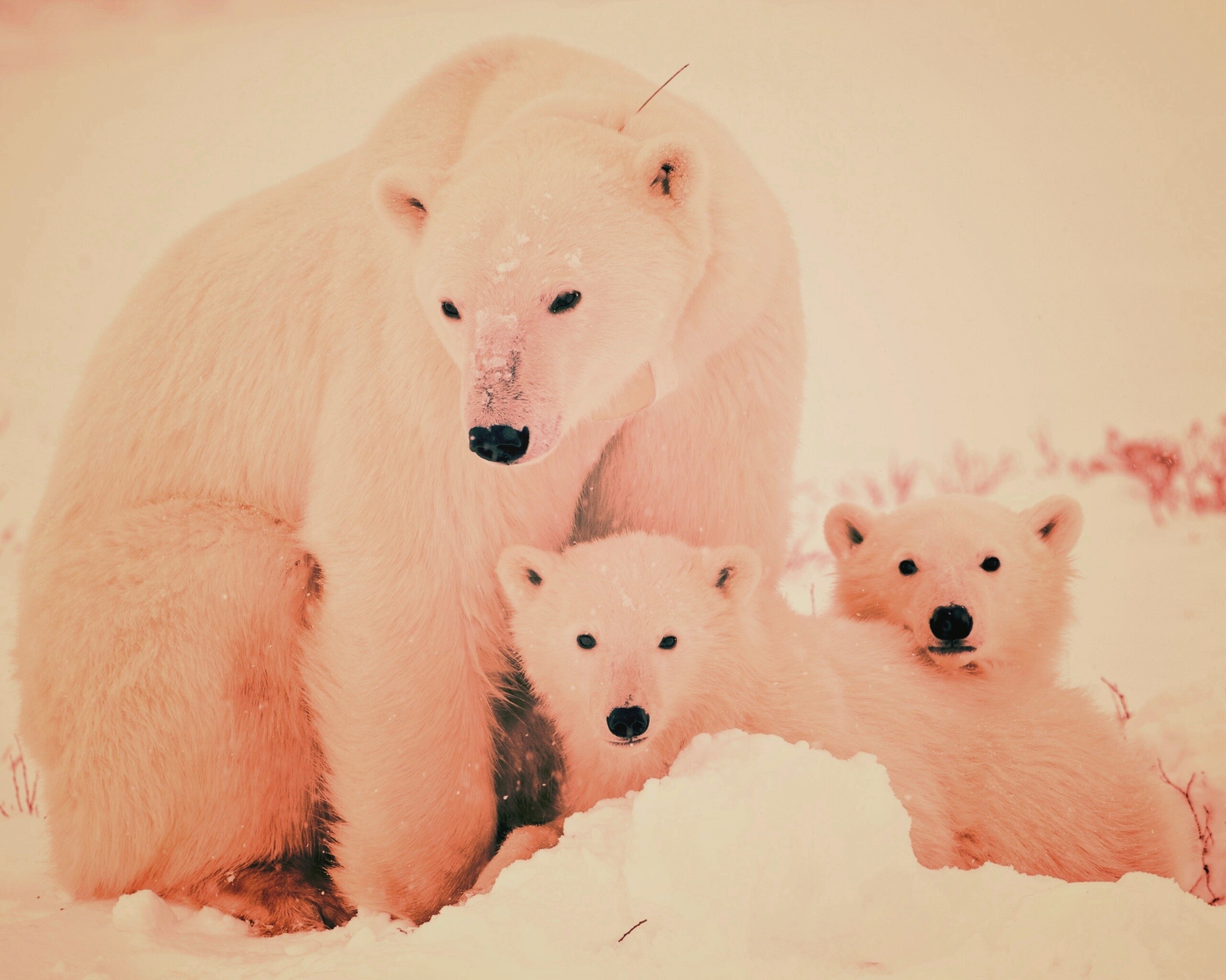 Белые медведи обои