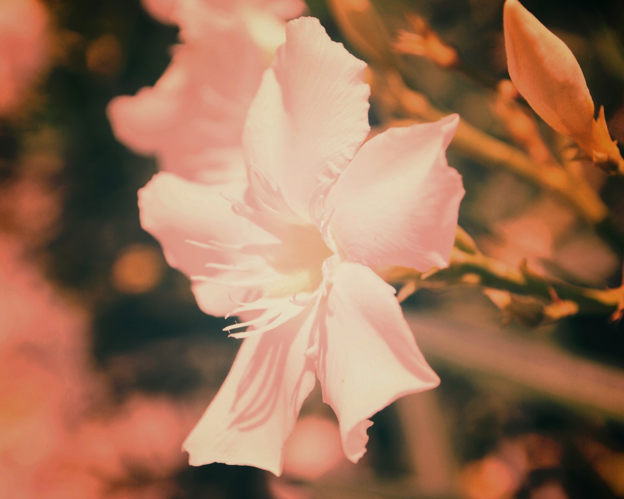 Эухарис, амазонская лилия обои