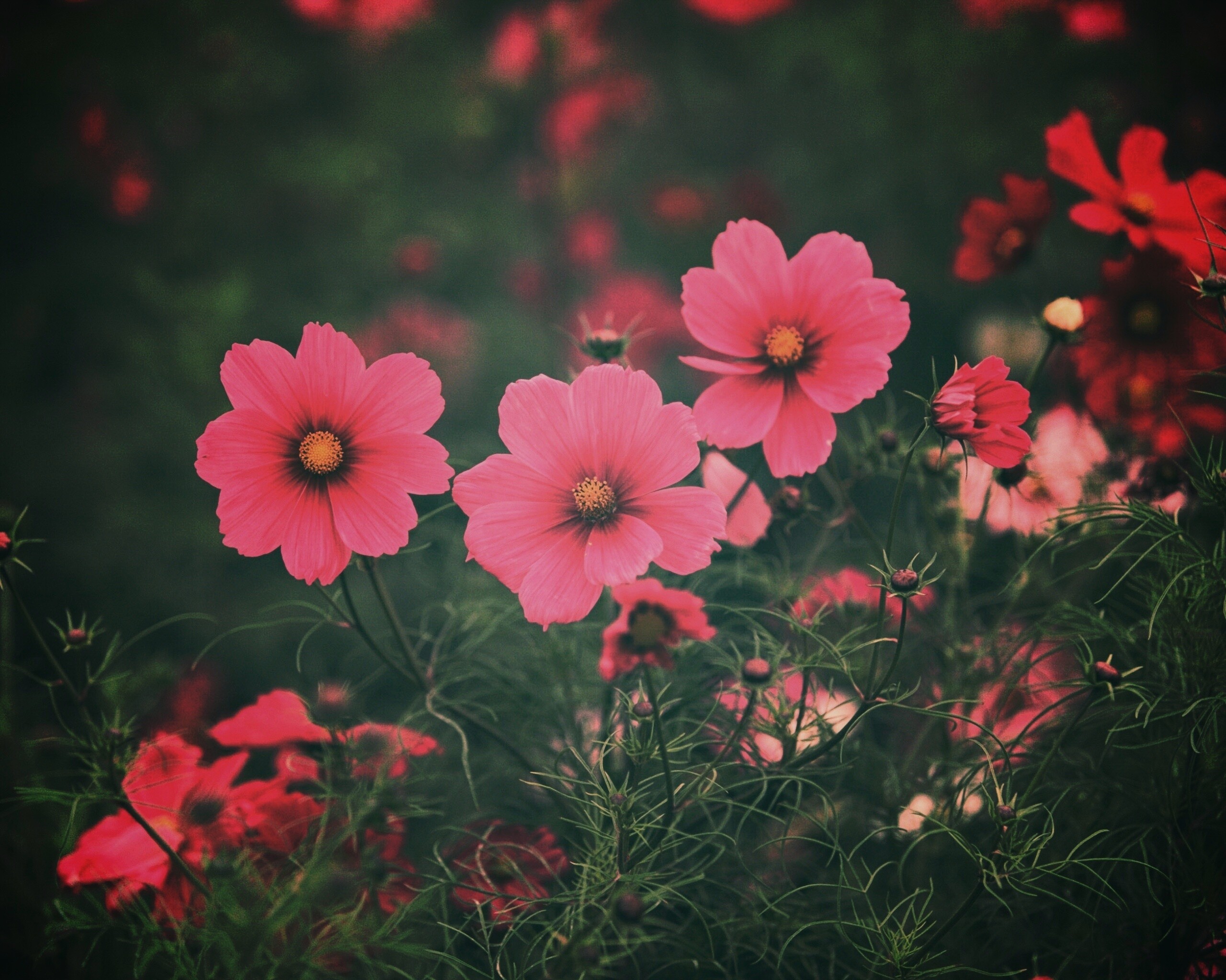 Яркие розовые цветы обои