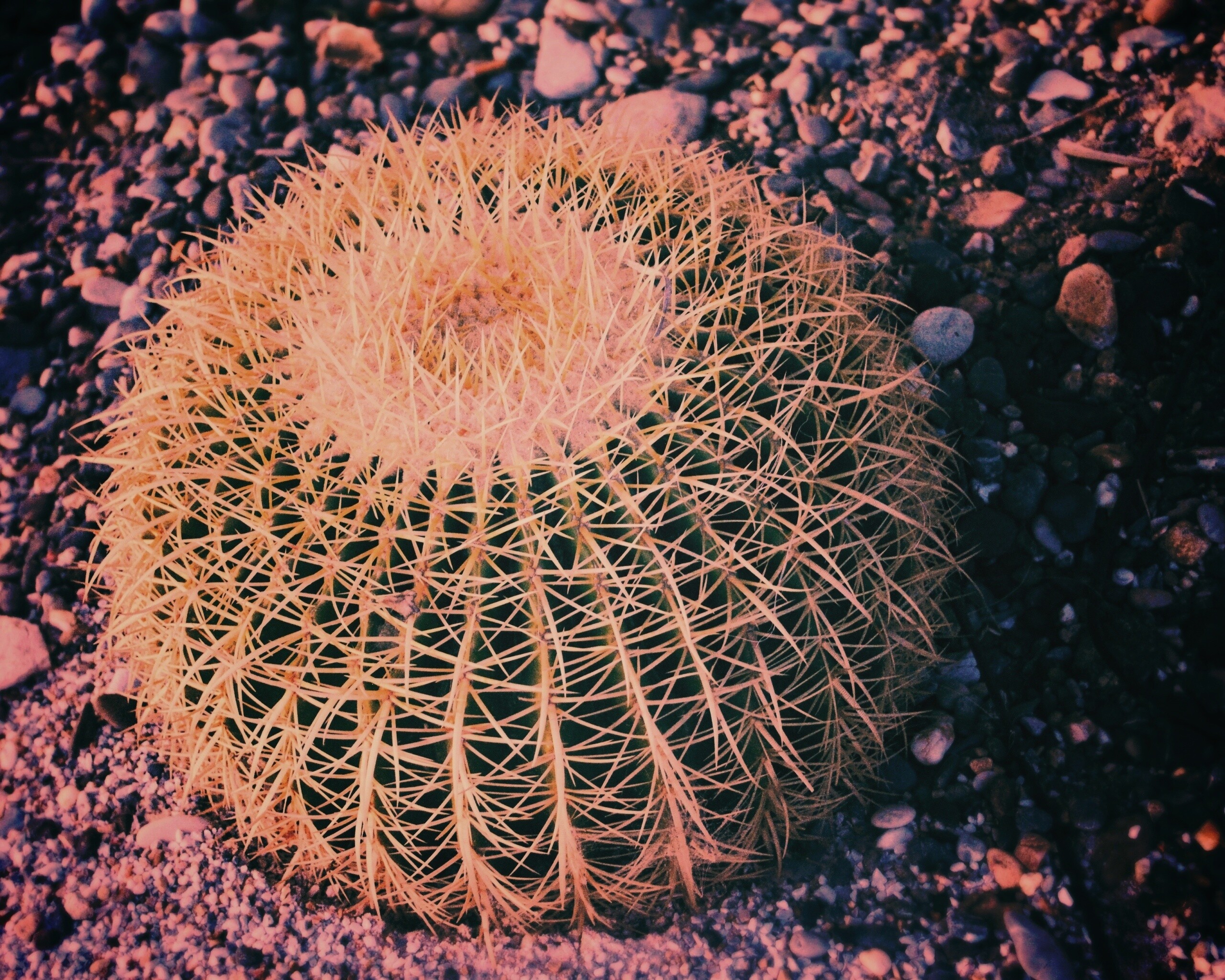 Круглый кактус обои