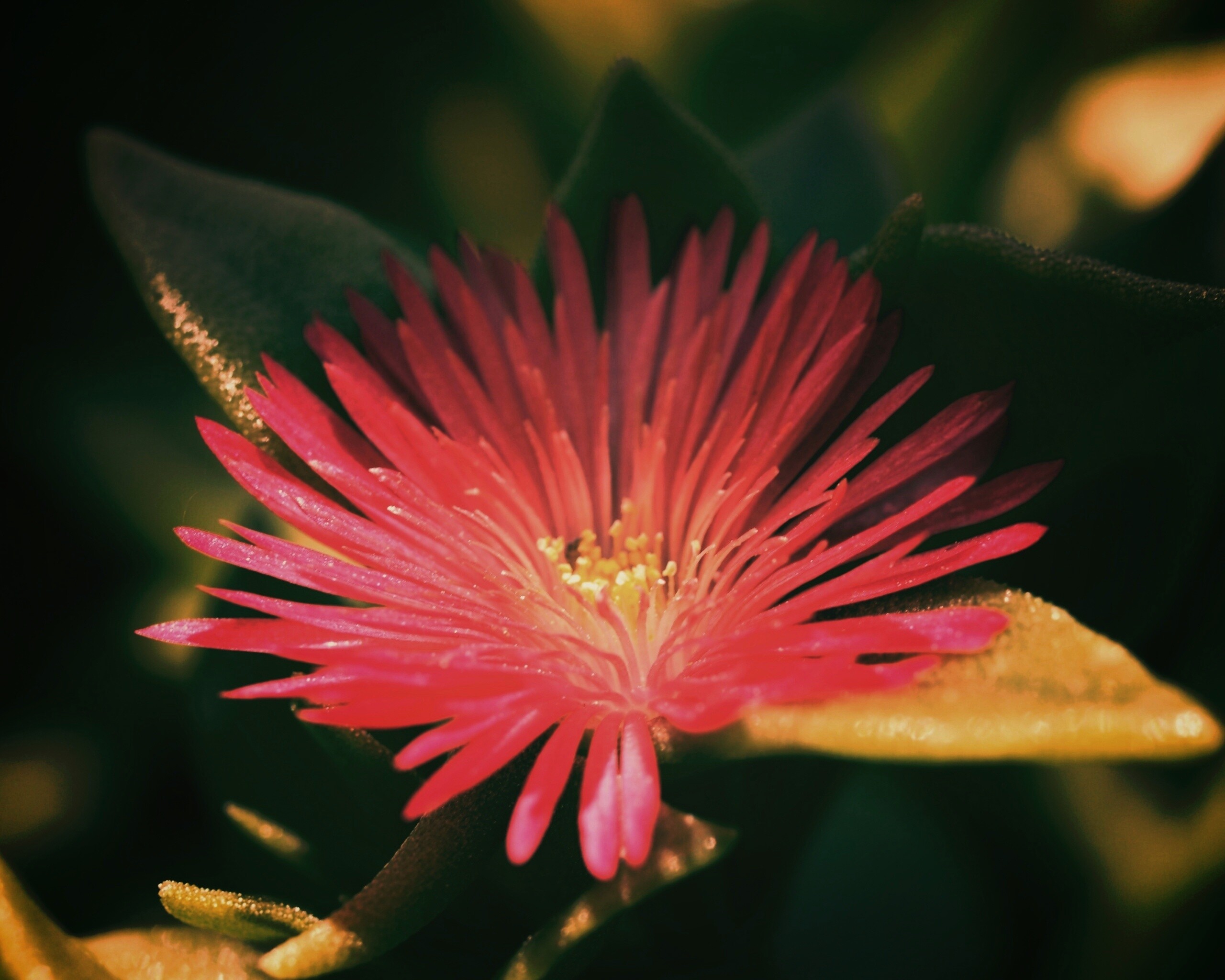 Чудесный цветок обои