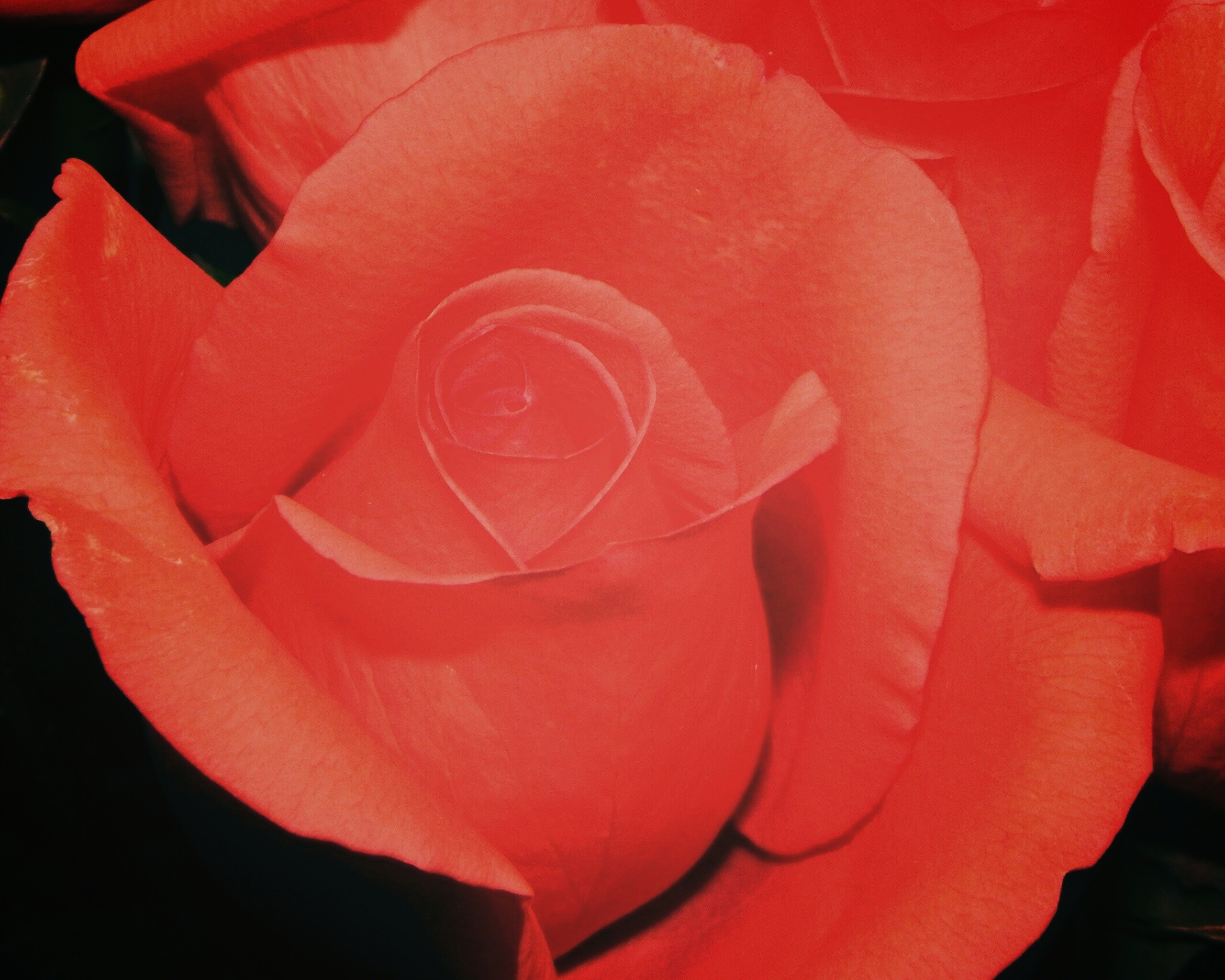 Бутон розы обои