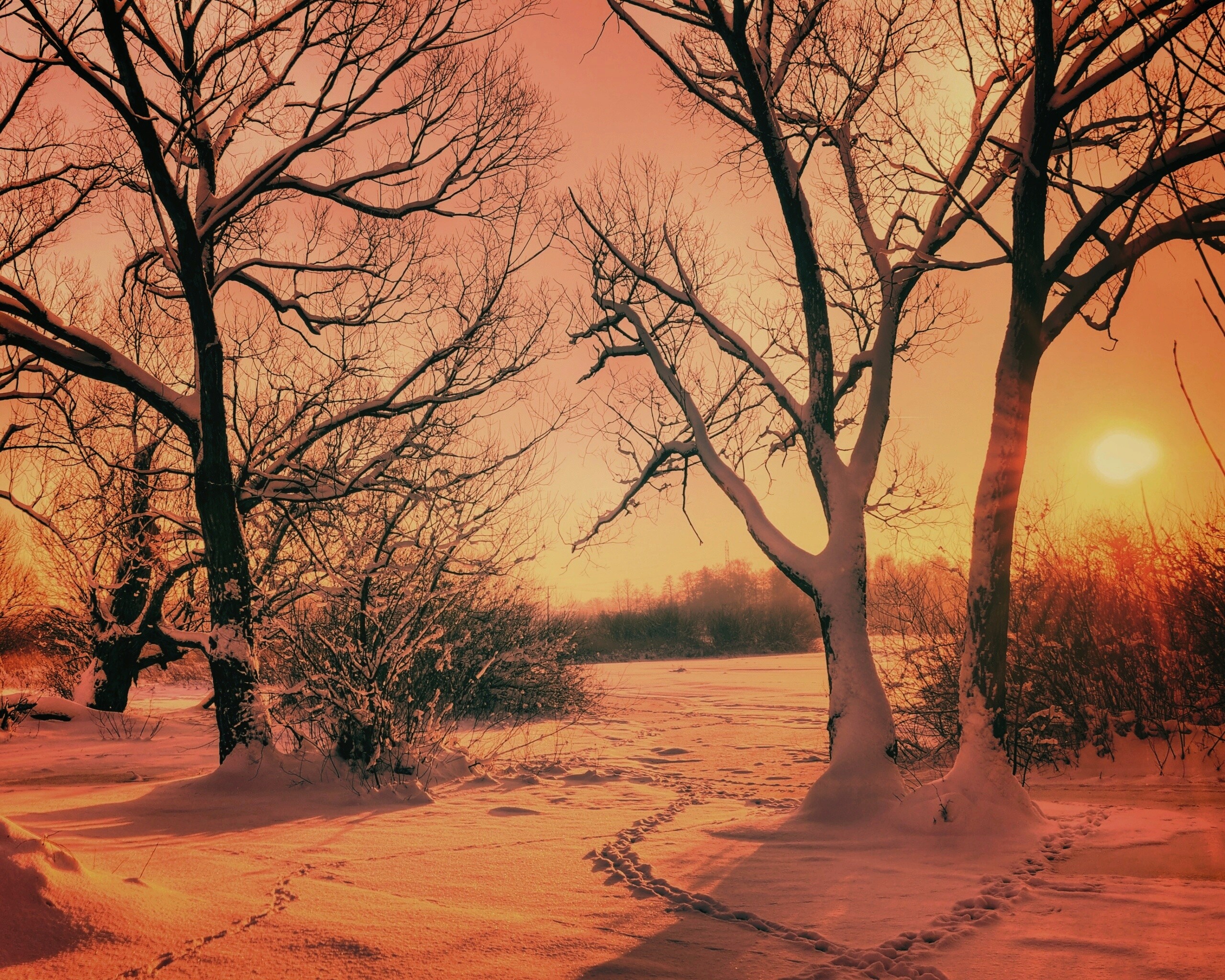 Солнечный свет в зимнем лесу обои