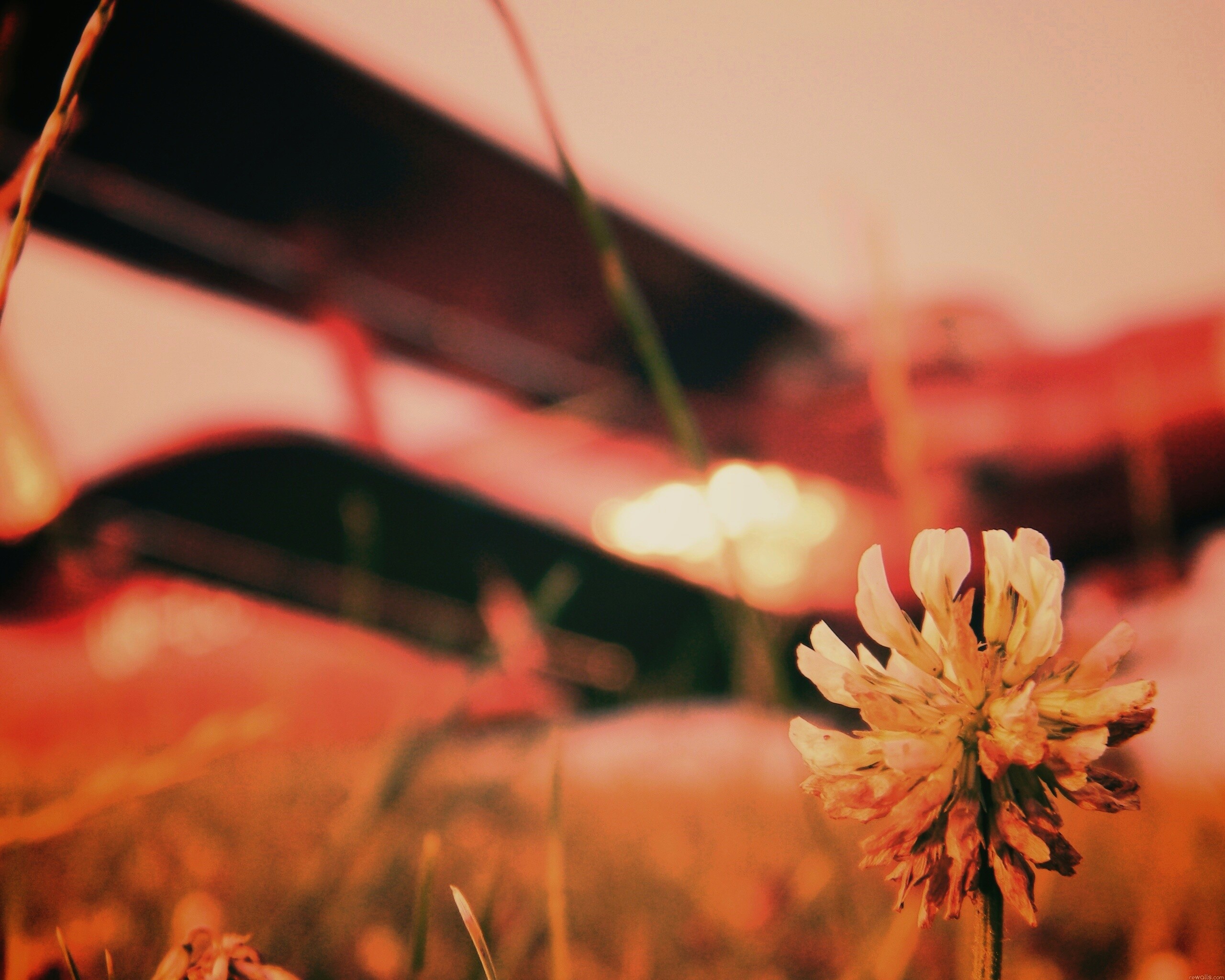 Цветок и красный самолет обои