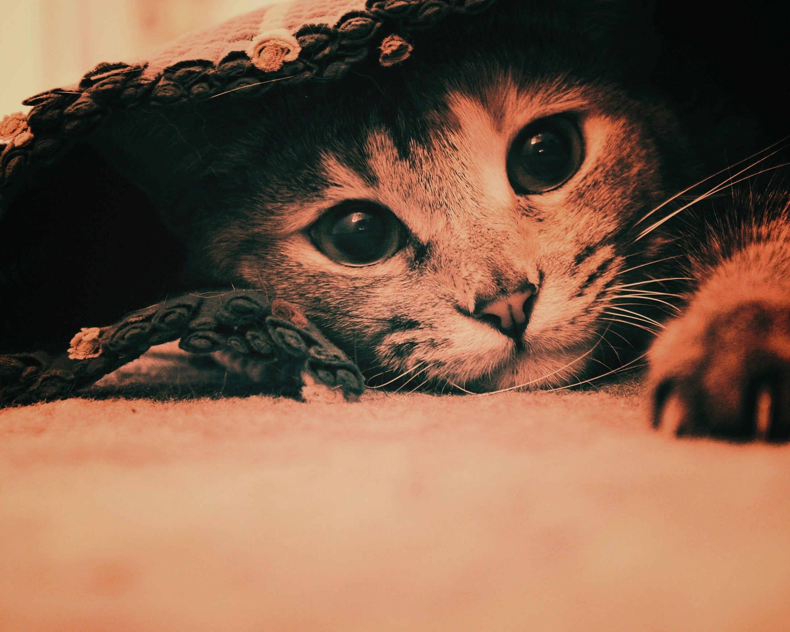 Кот под ковриком обои