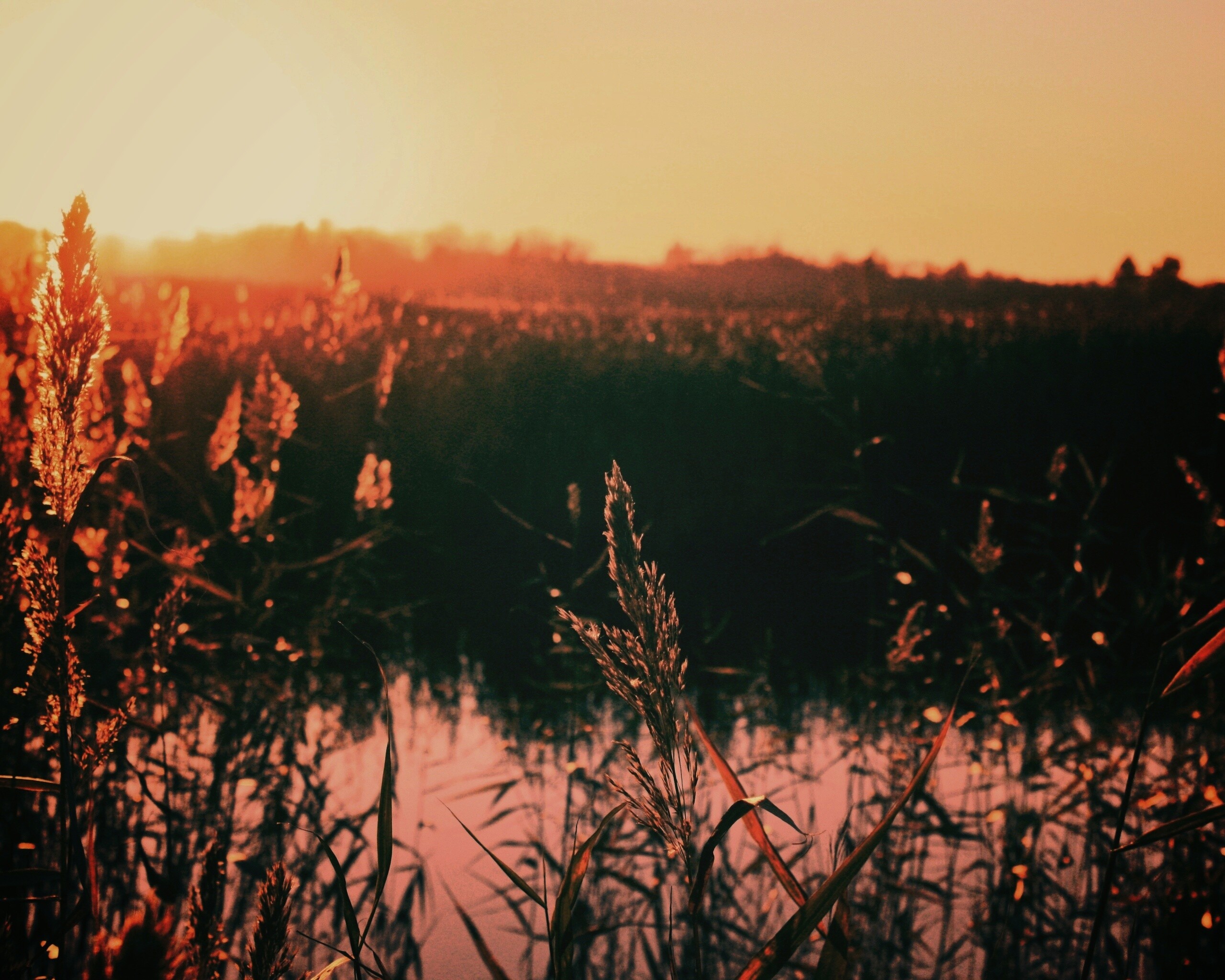 Заросшее озеро обои