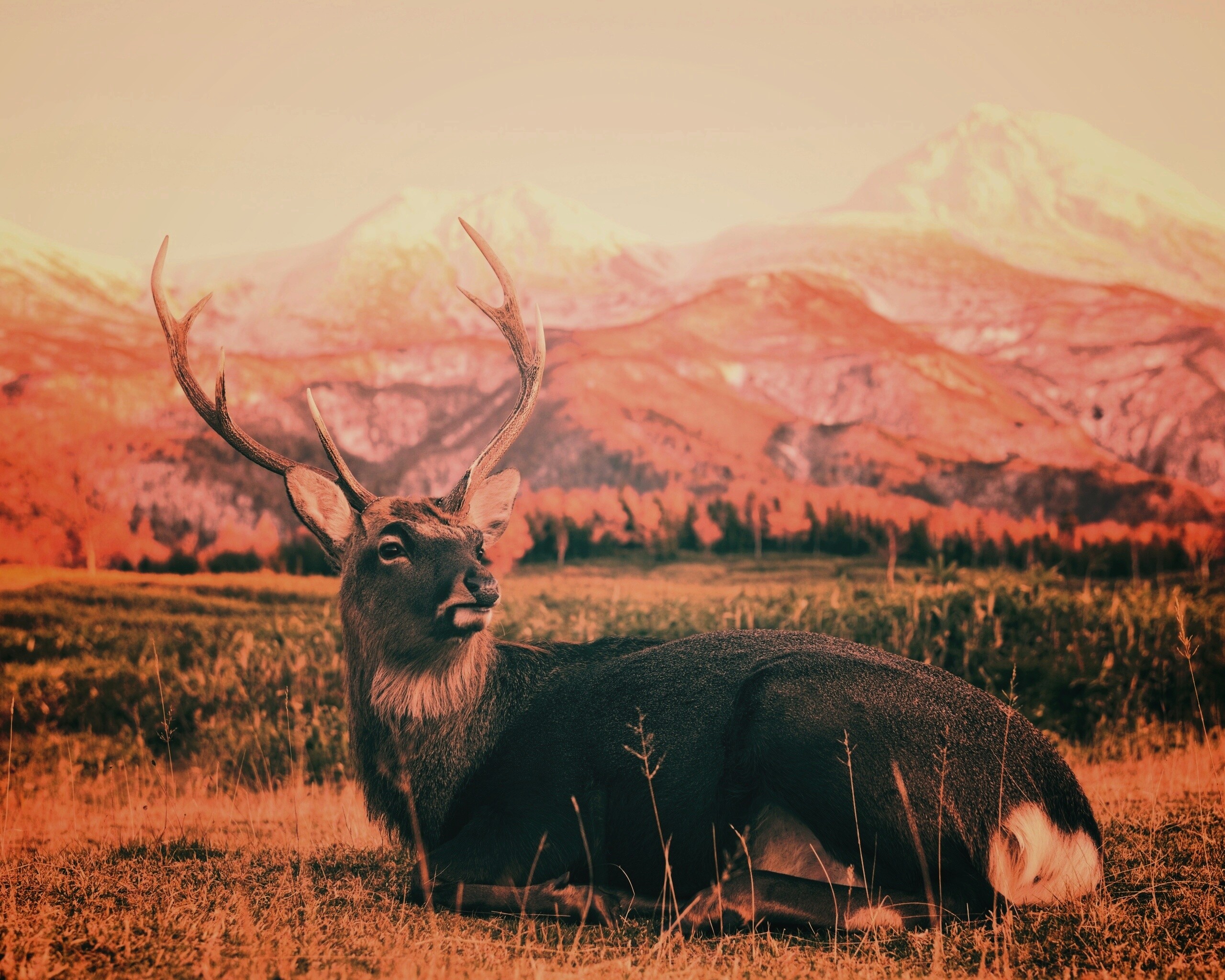 Олень отдыхает в предгорьях обои