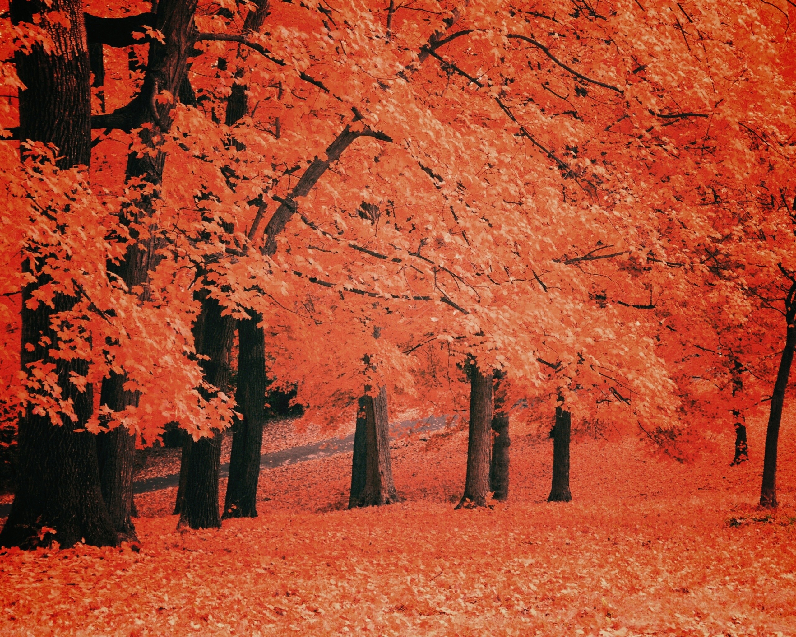 Парковая осень обои