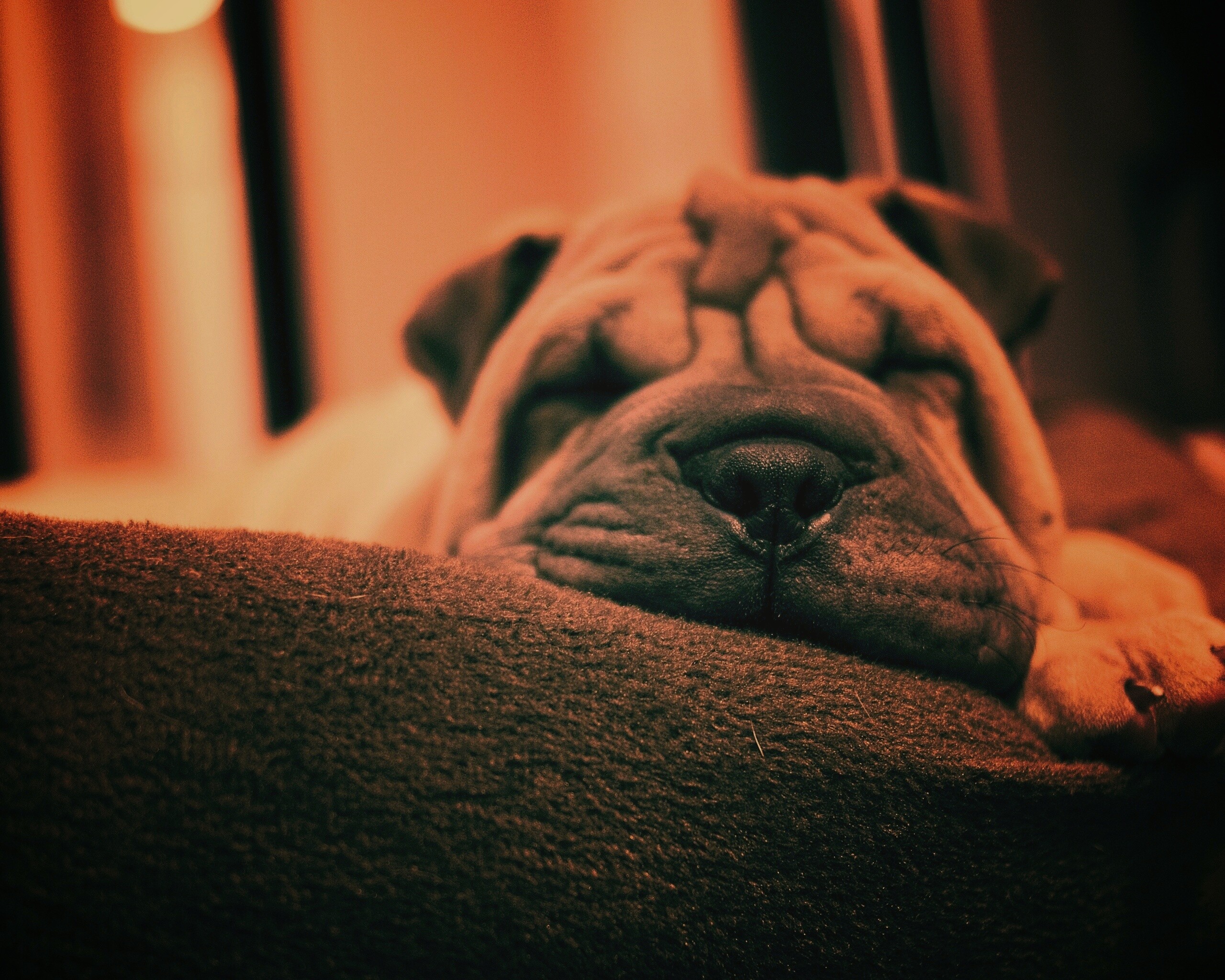 Щенок шарпея спит обои