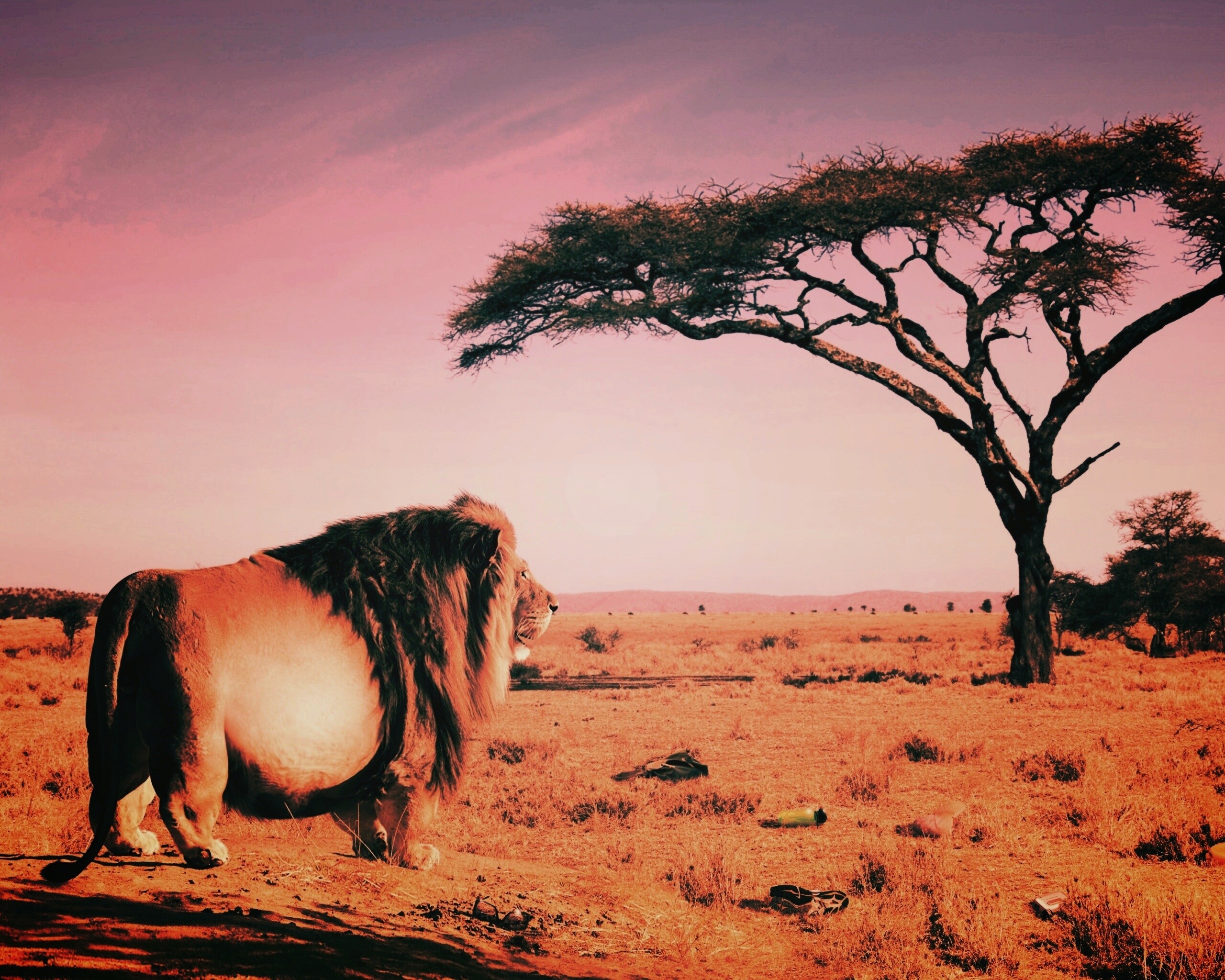 Толстый лев обои