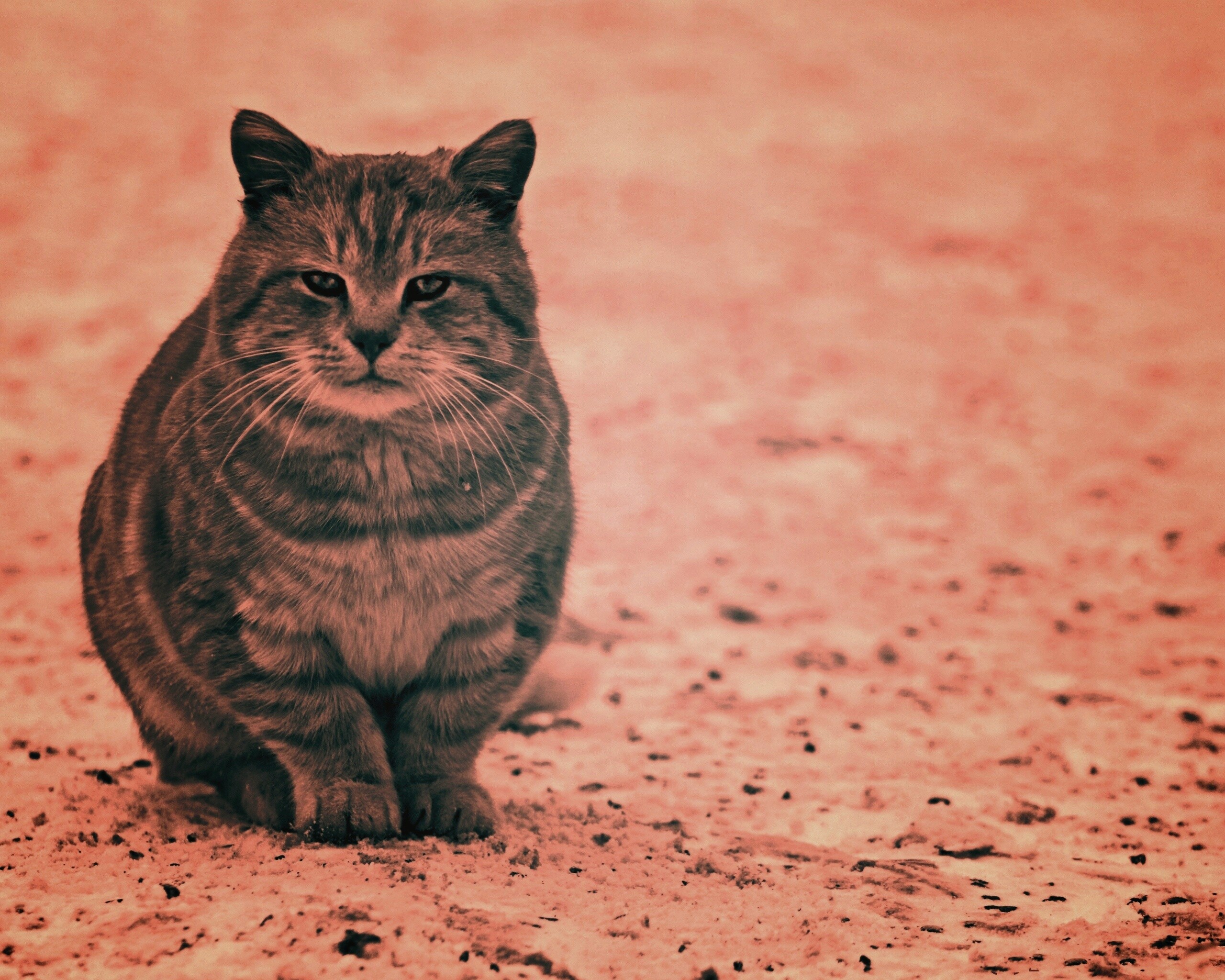 Тяжелый взгляд котэ обои