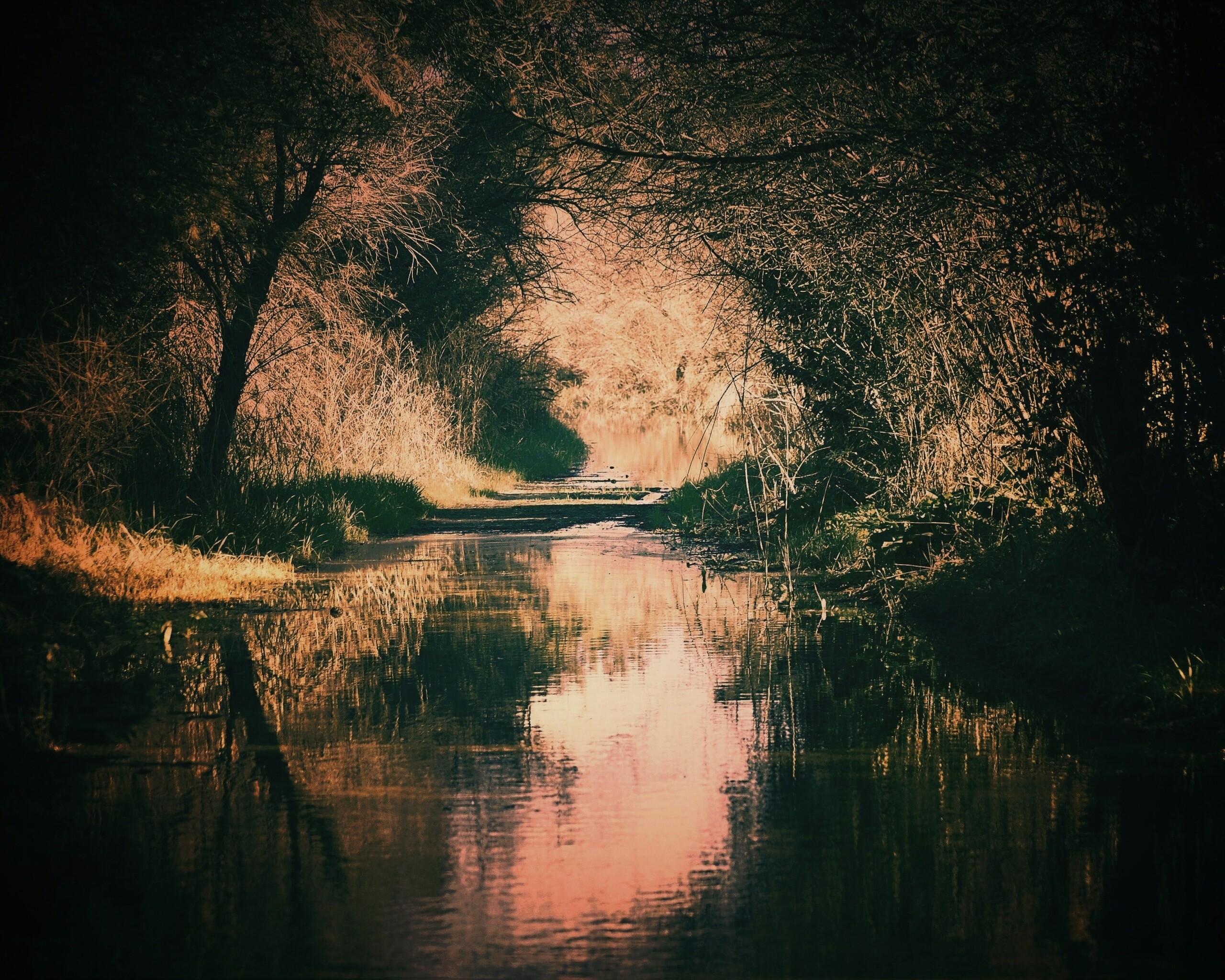 Лесная заросшая река обои