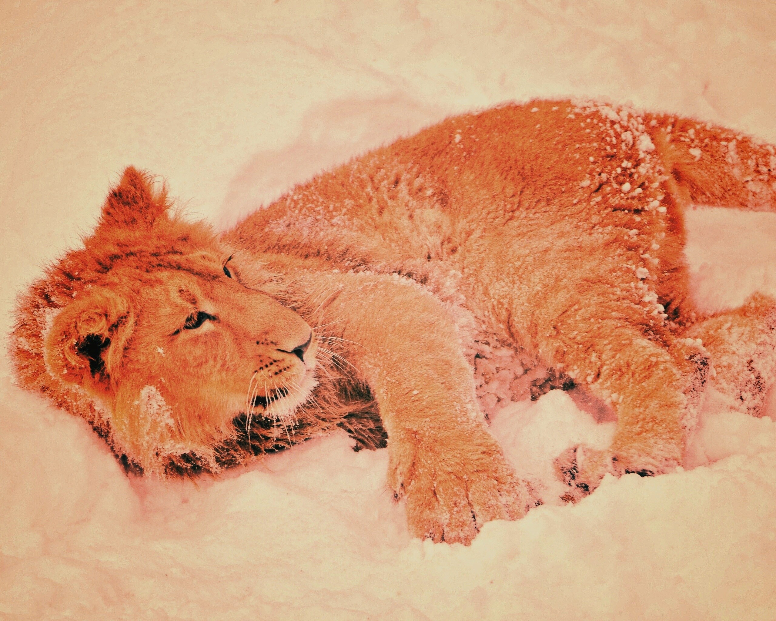 Львёнок в снегу обои