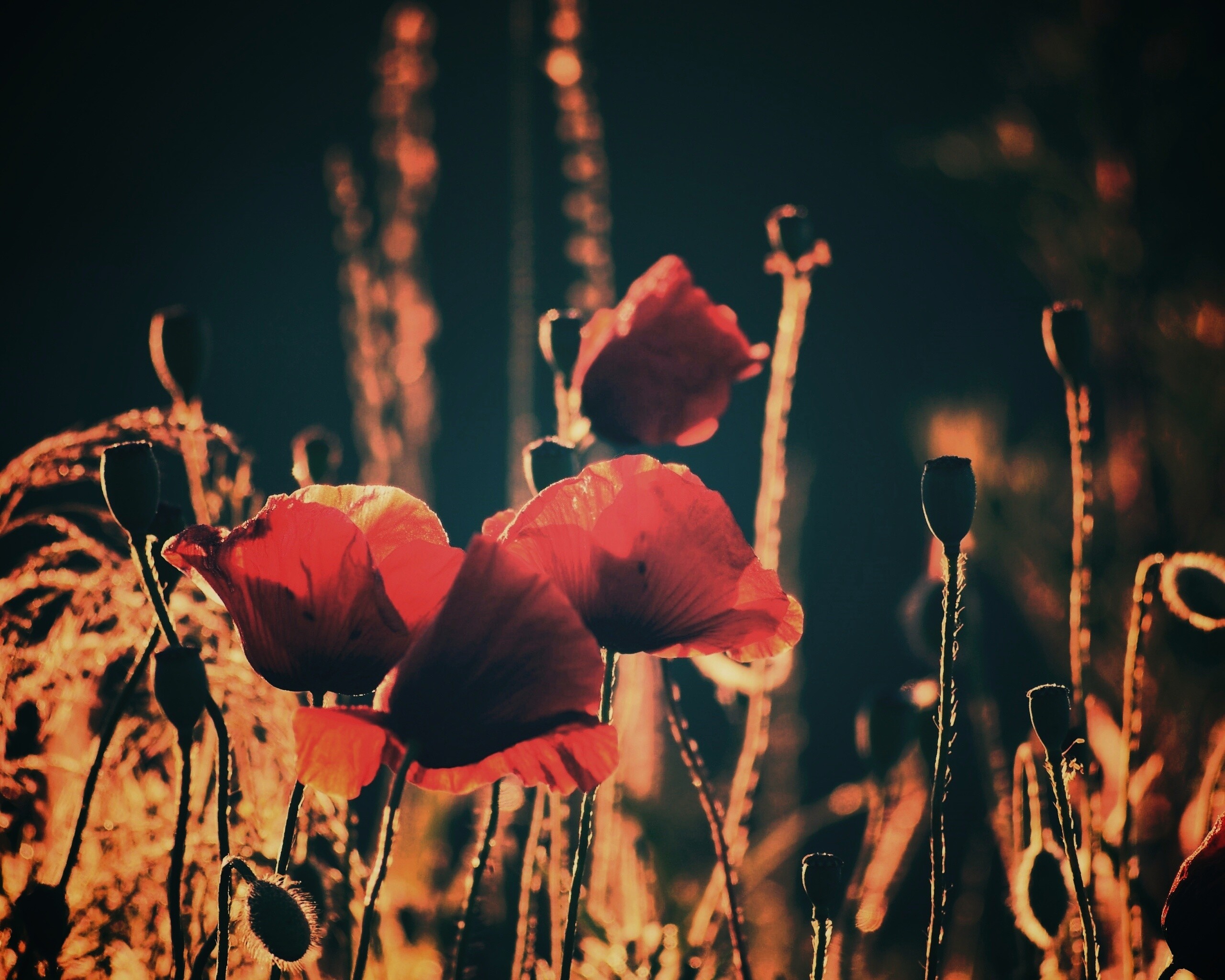 Макро фото мака обои