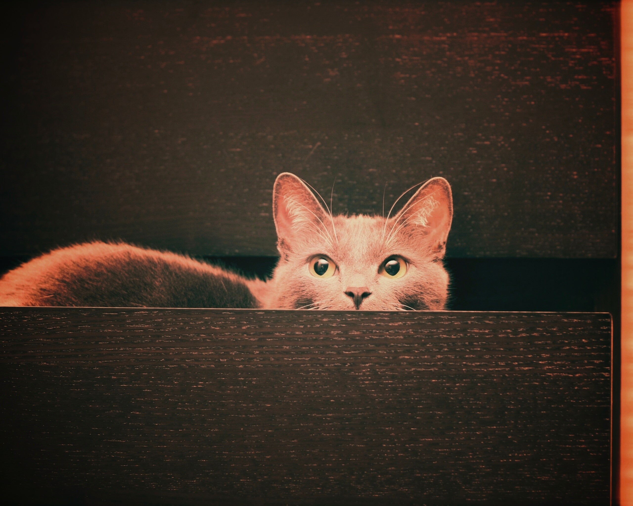 Кот в ящике комода обои