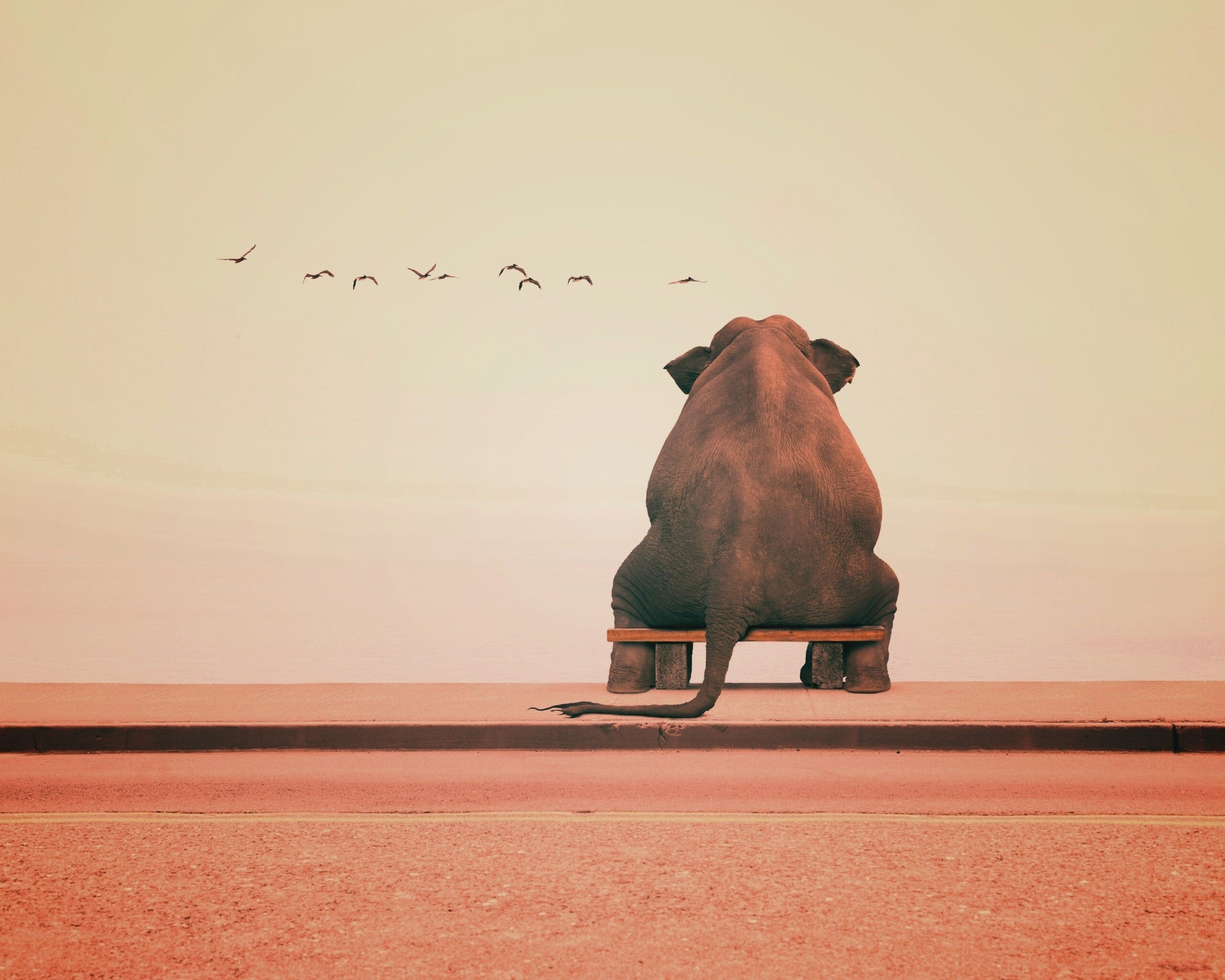 Слон на табуретке обои