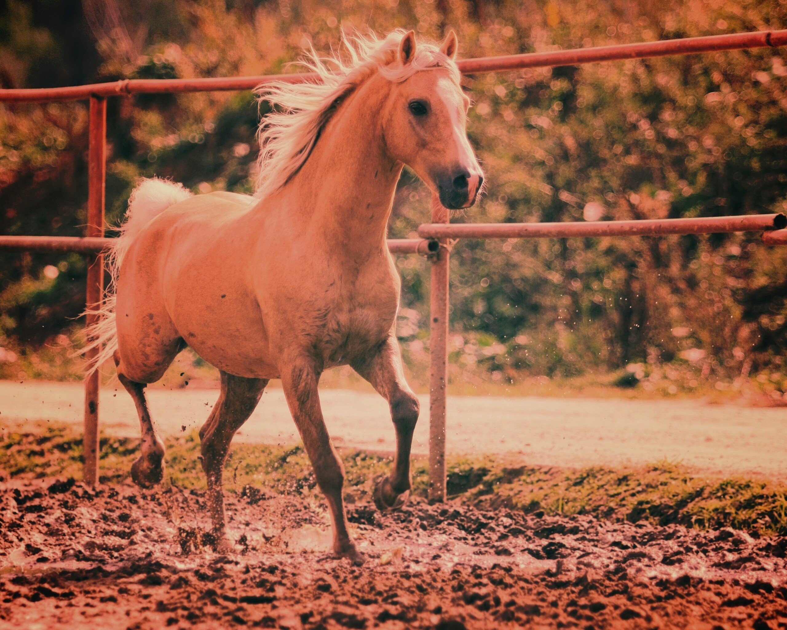 Молодая лошадь в загоне обои