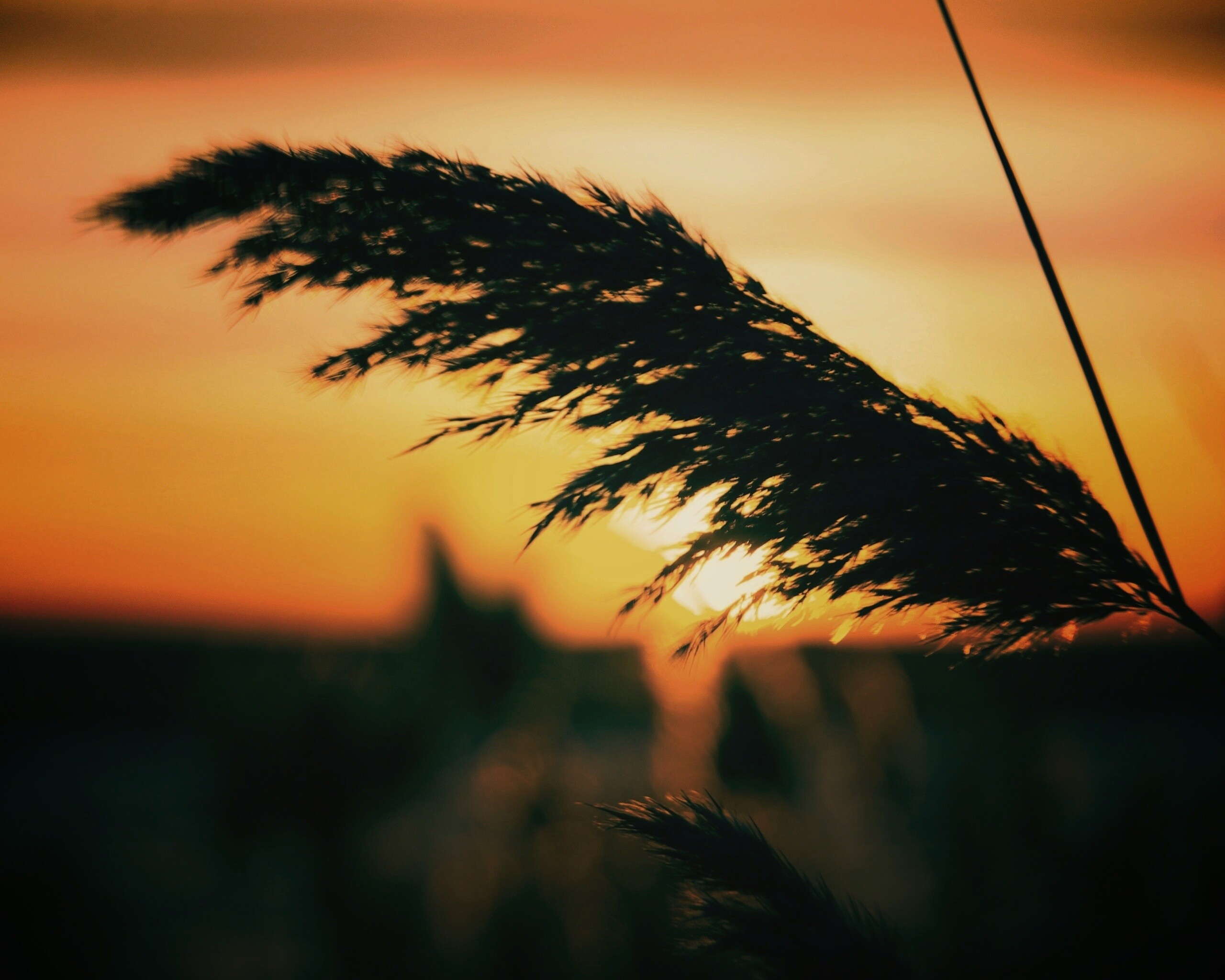 Камыш на закате обои