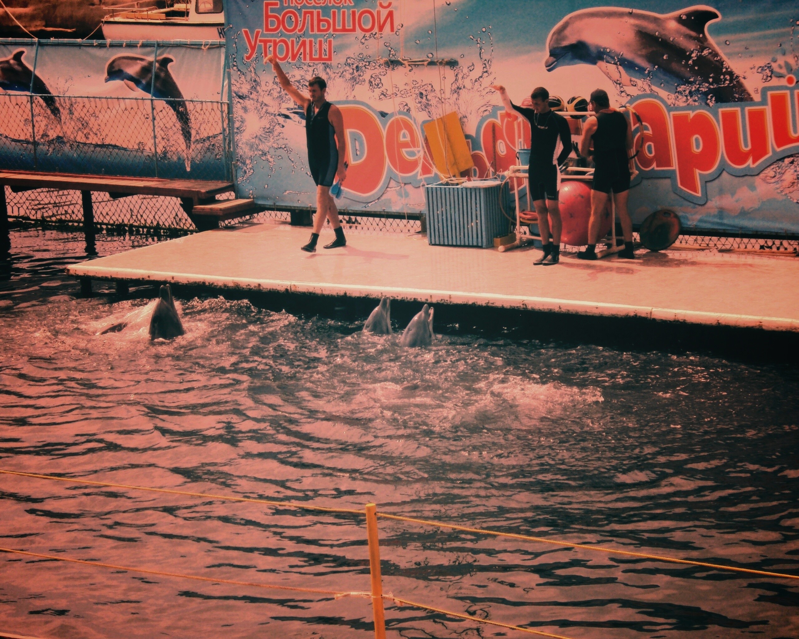 Утро в дельфинарии обои