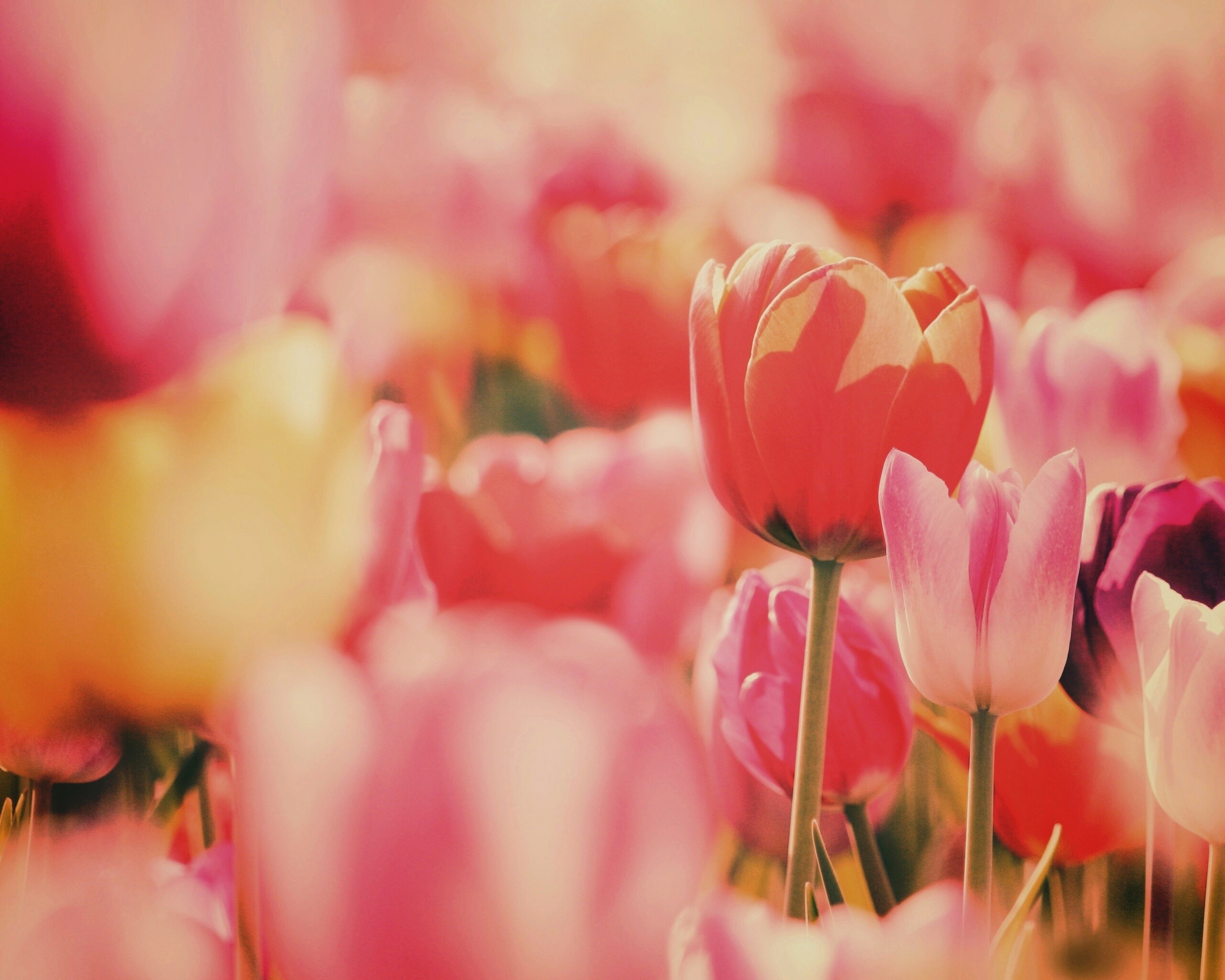 Красивые тюльпаны обои