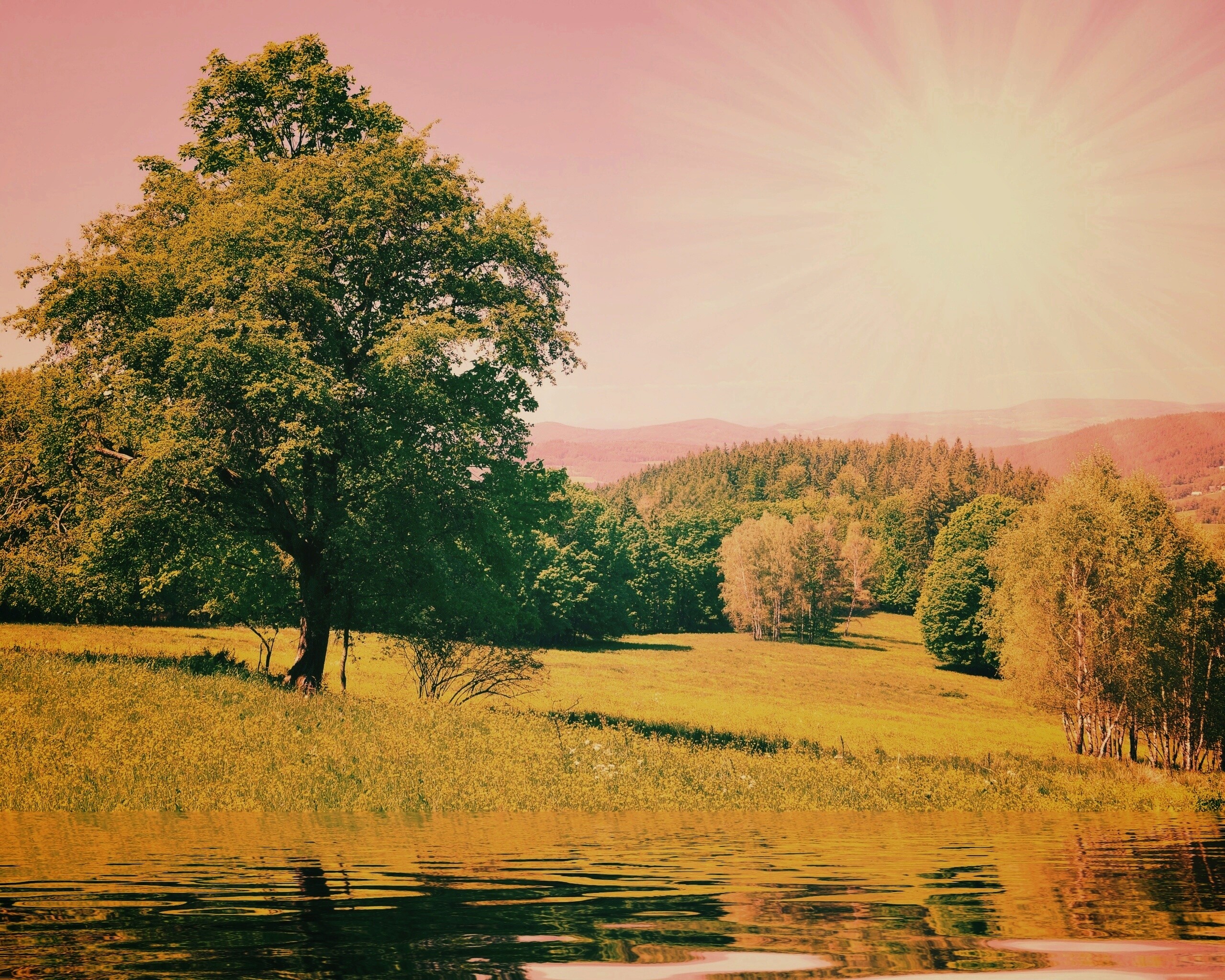 Дерево у воды обои