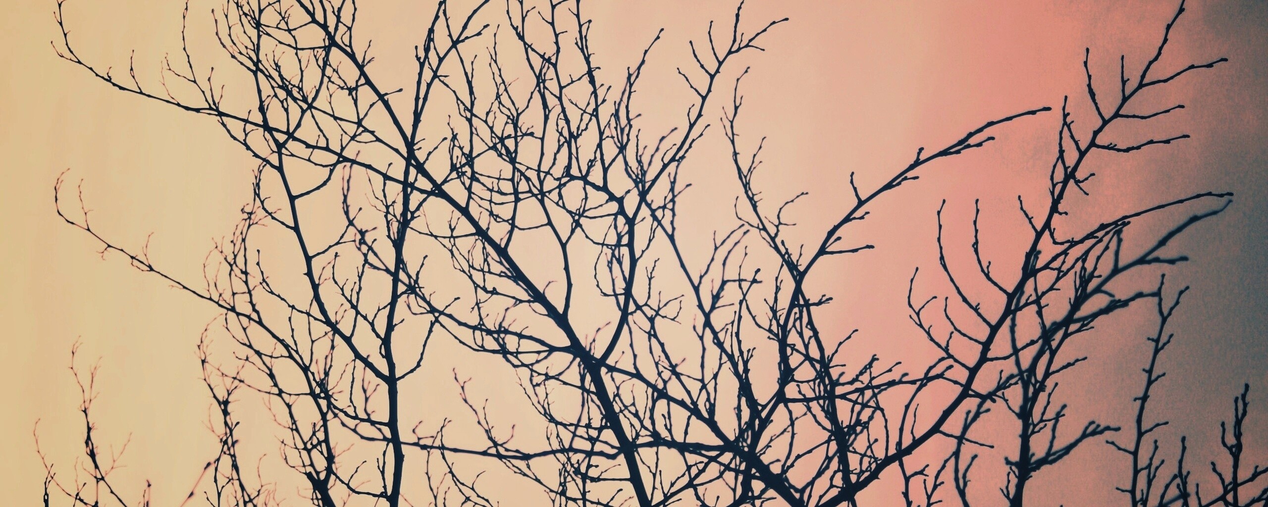 Ветвистое дерево обои