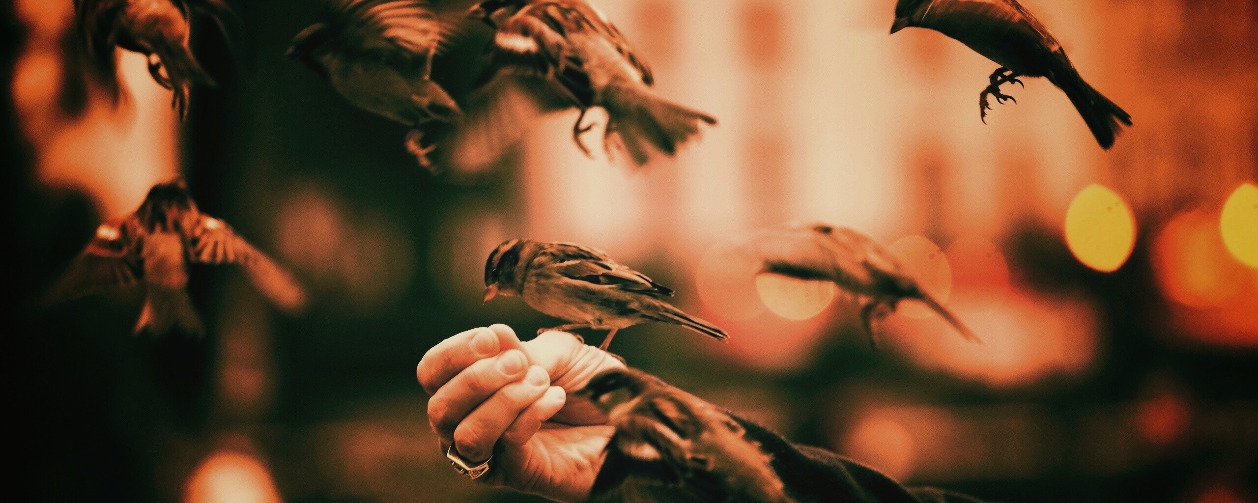 Доверие птичек обои