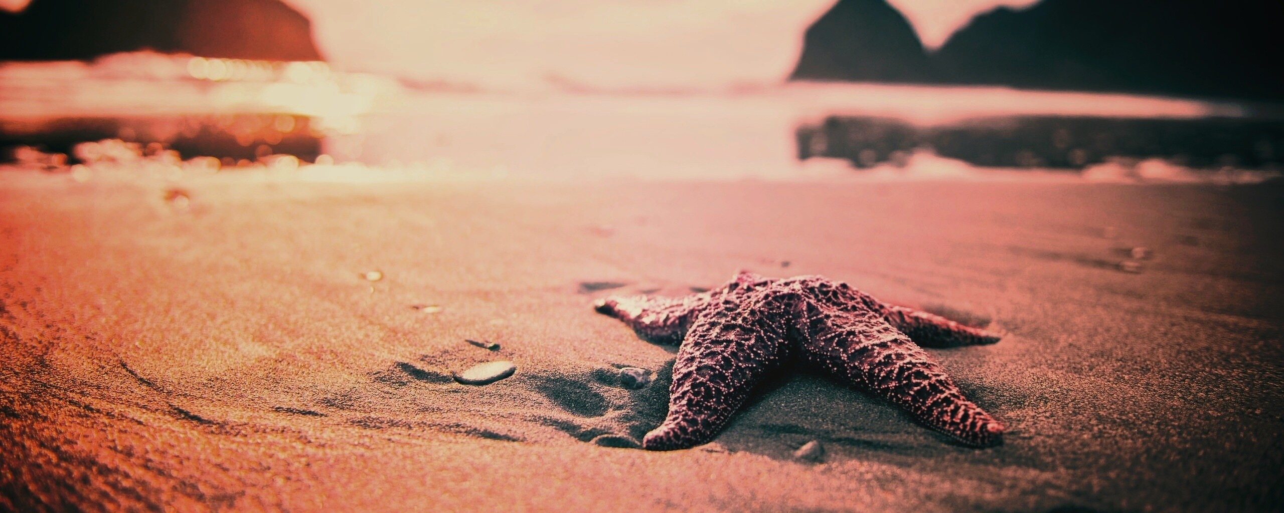 Морская звезда обои