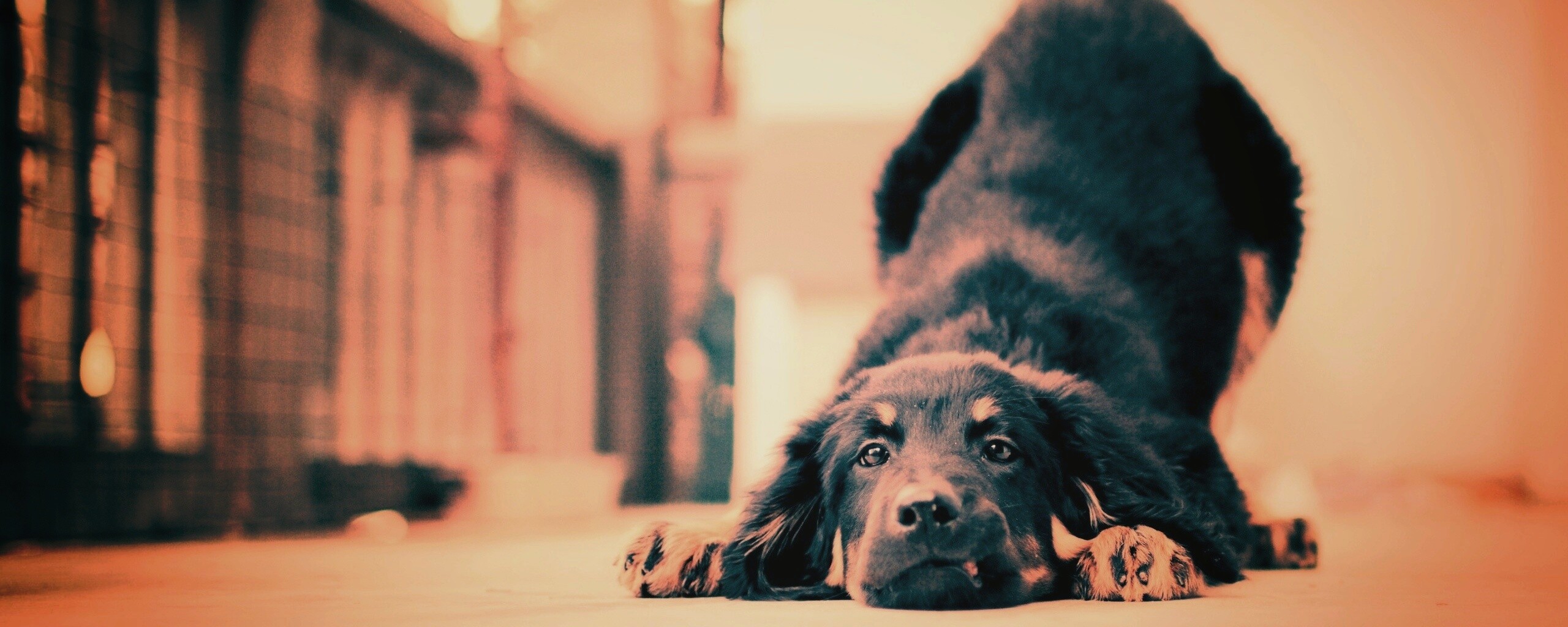 Игривый пес обои