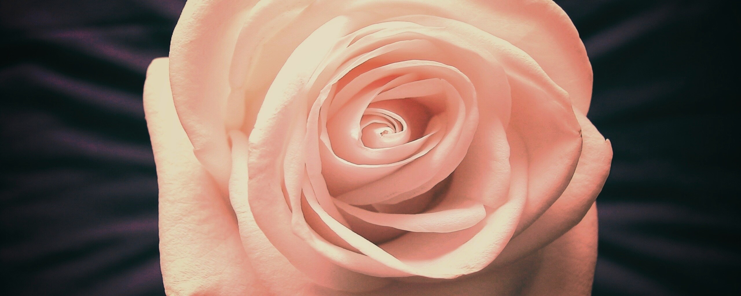 Белая роза обои