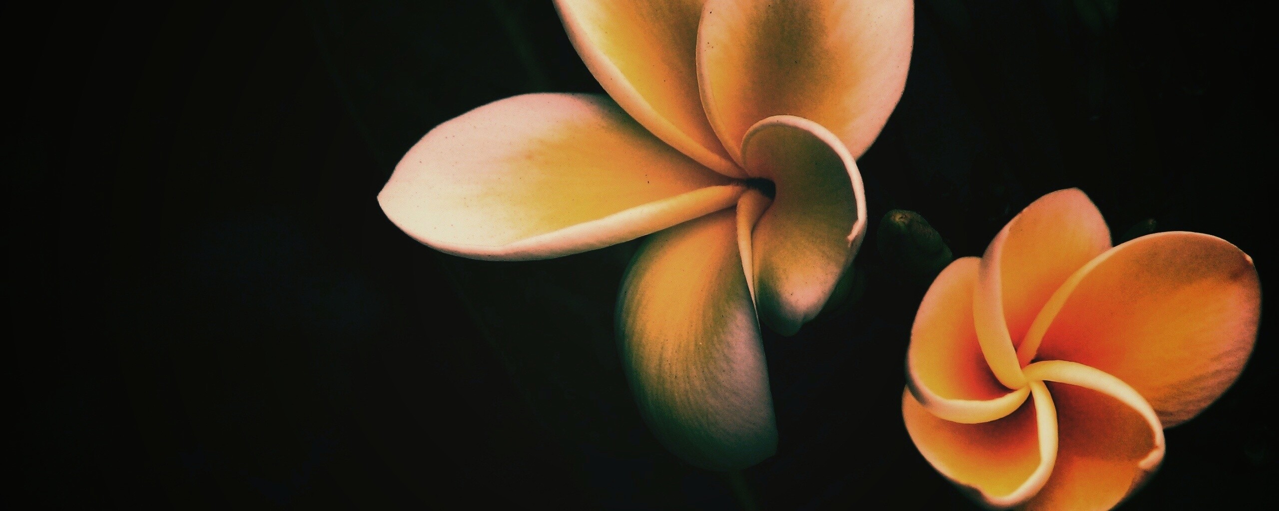 Цветки обои