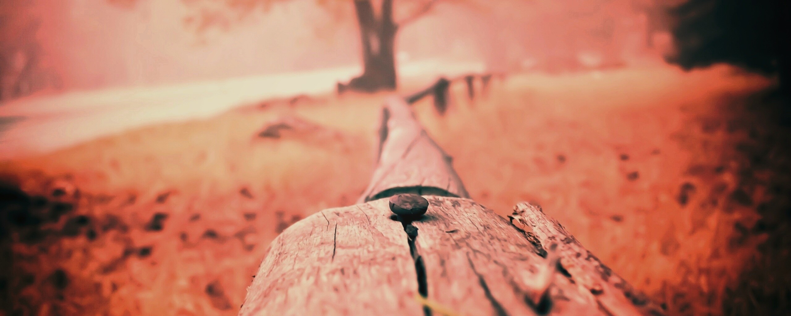 Бревна обои