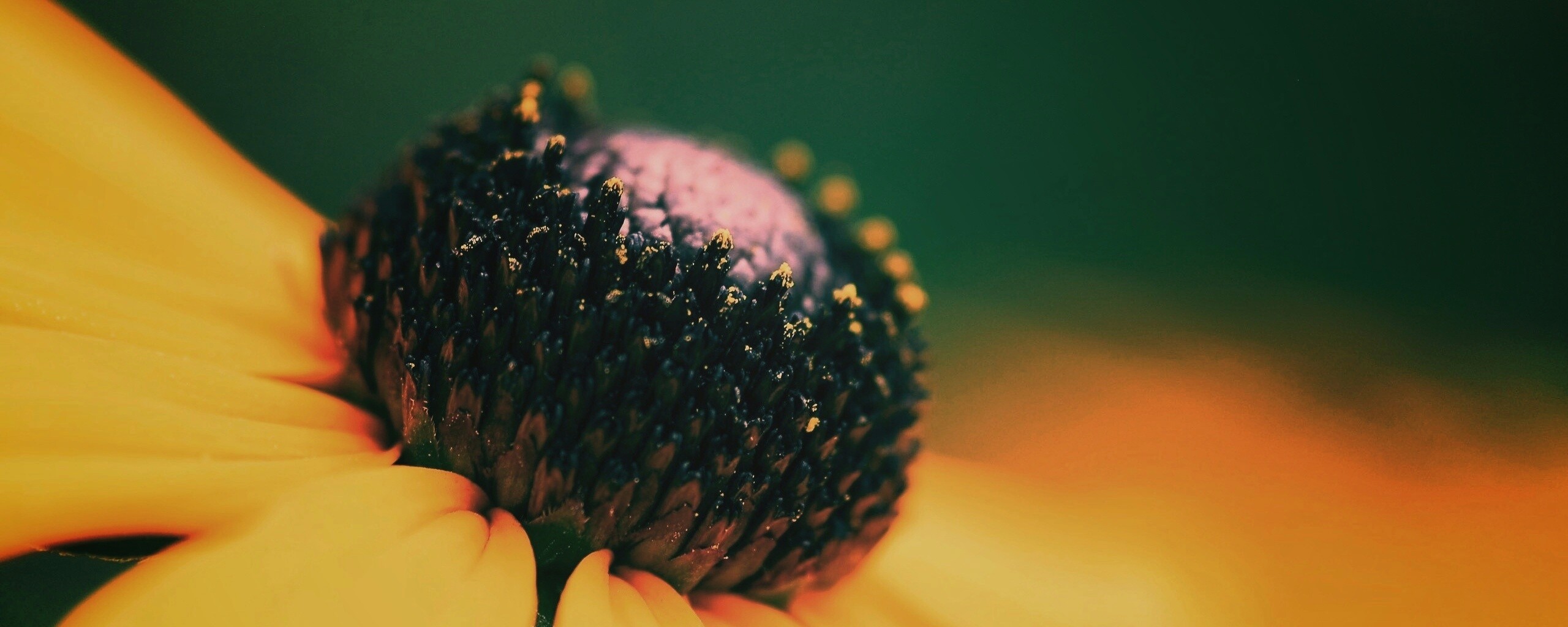 Золотой цветок обои