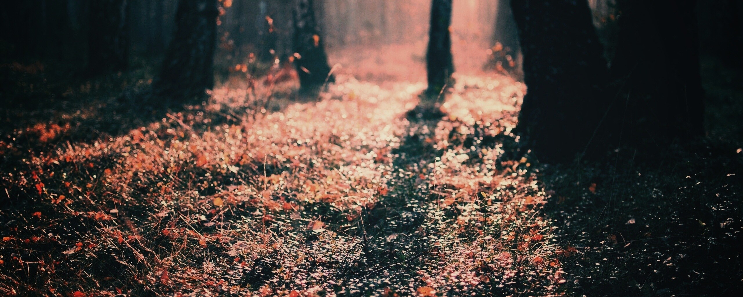 Лесная земля обои