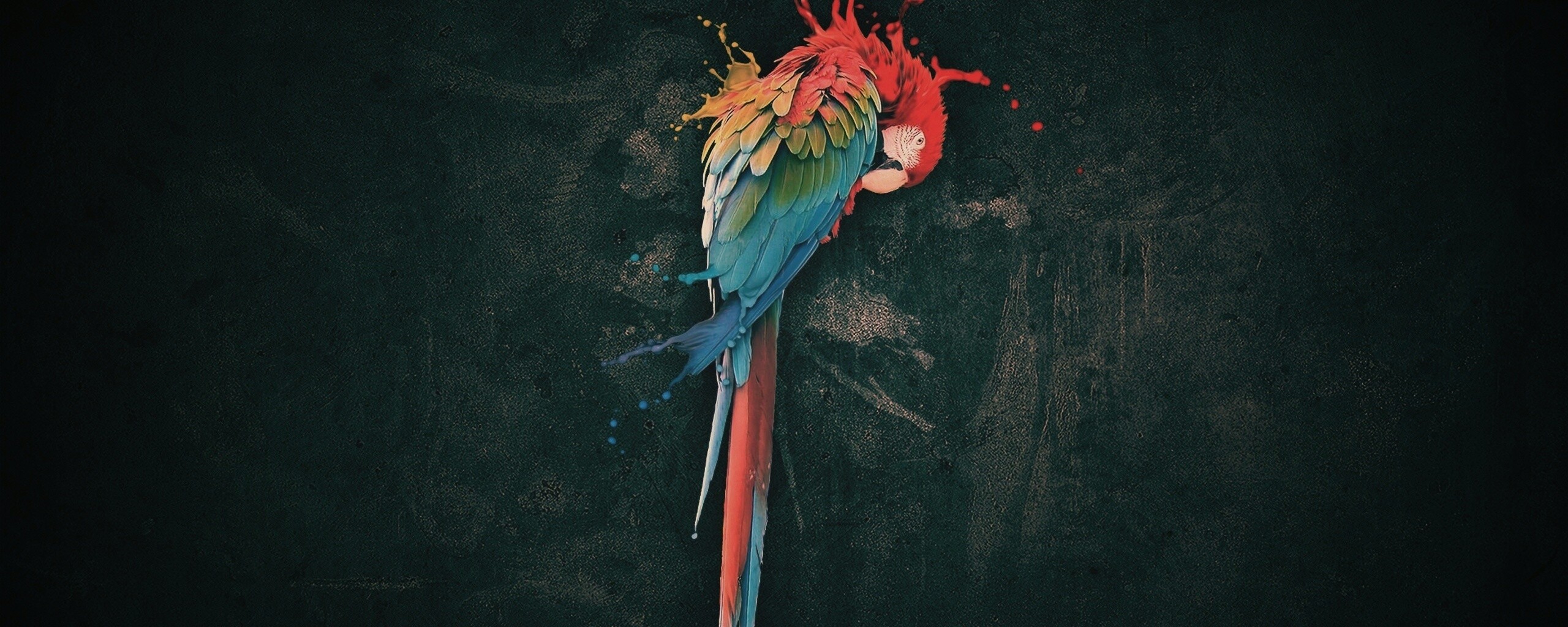 Попугай обои