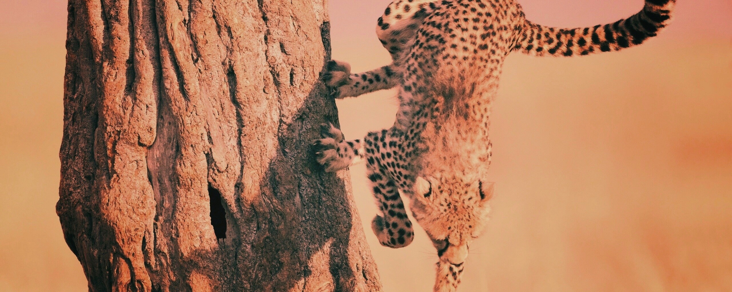 Скалолаз обои