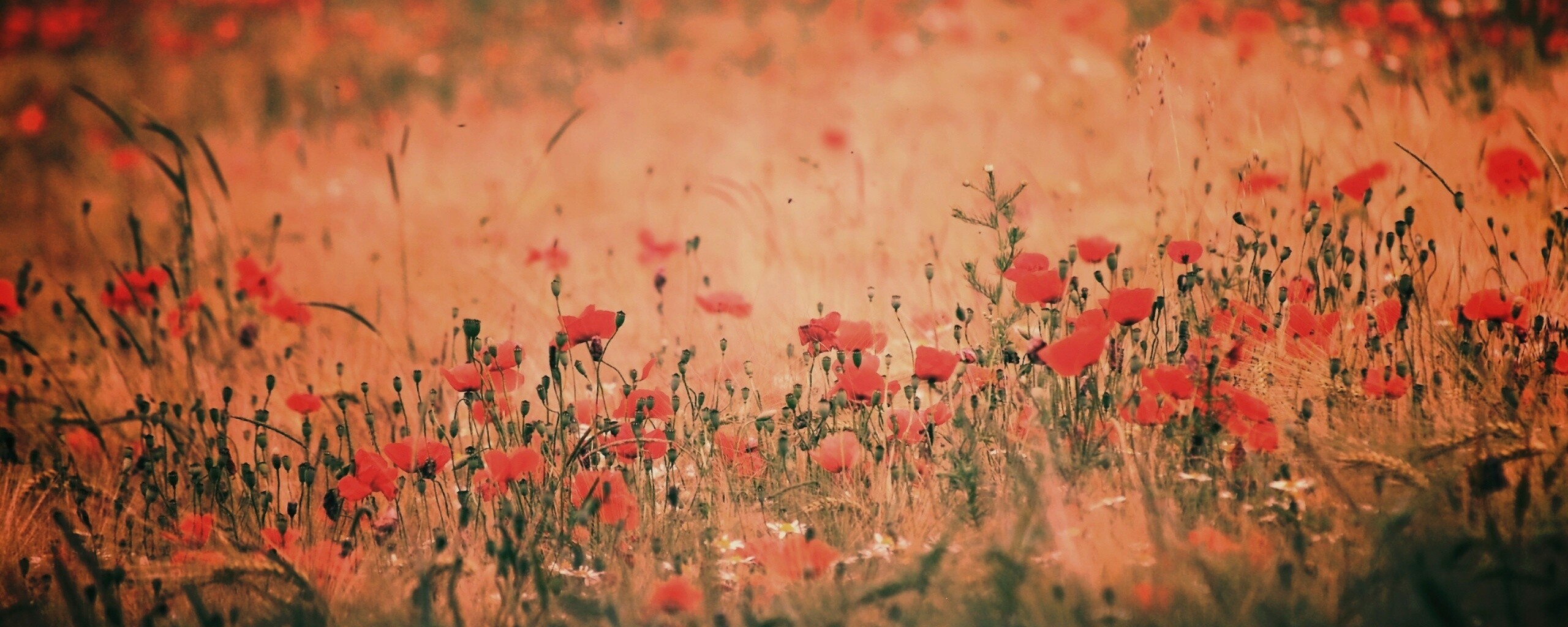 Маковое поле обои