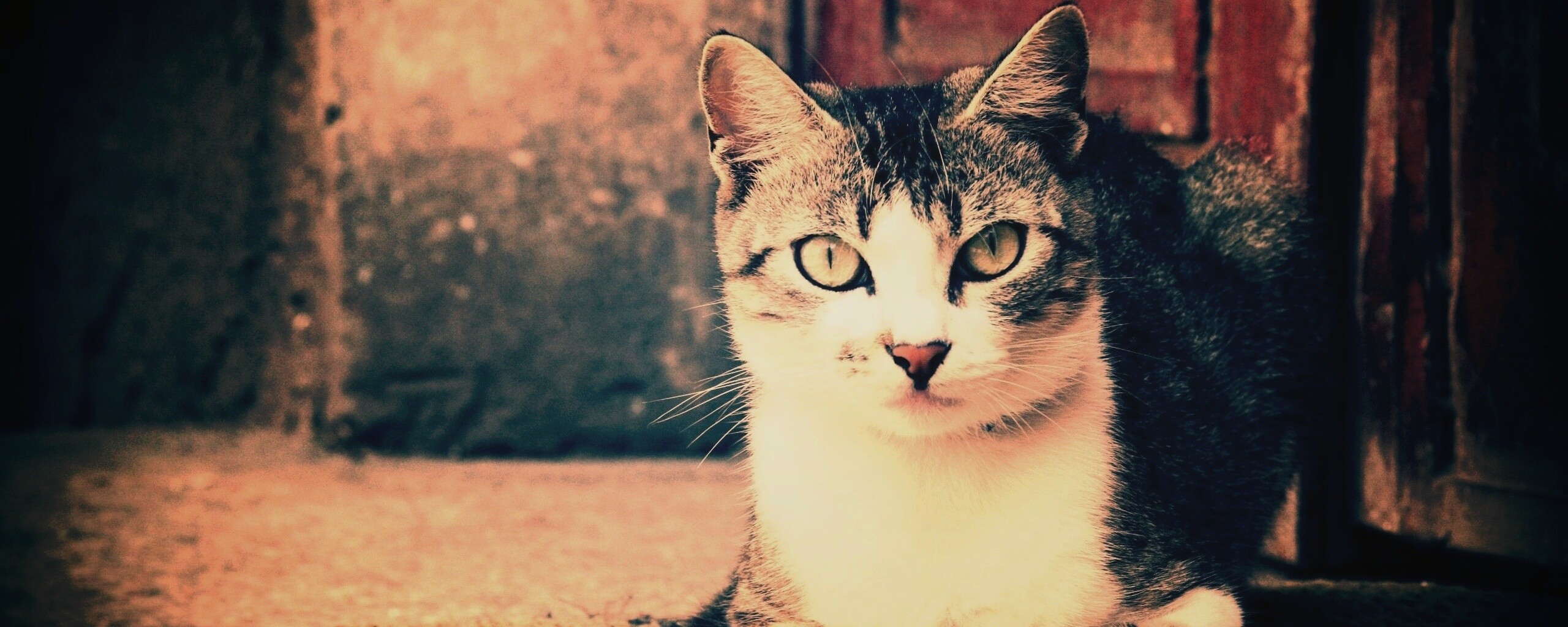 Кошечка на подстилке обои