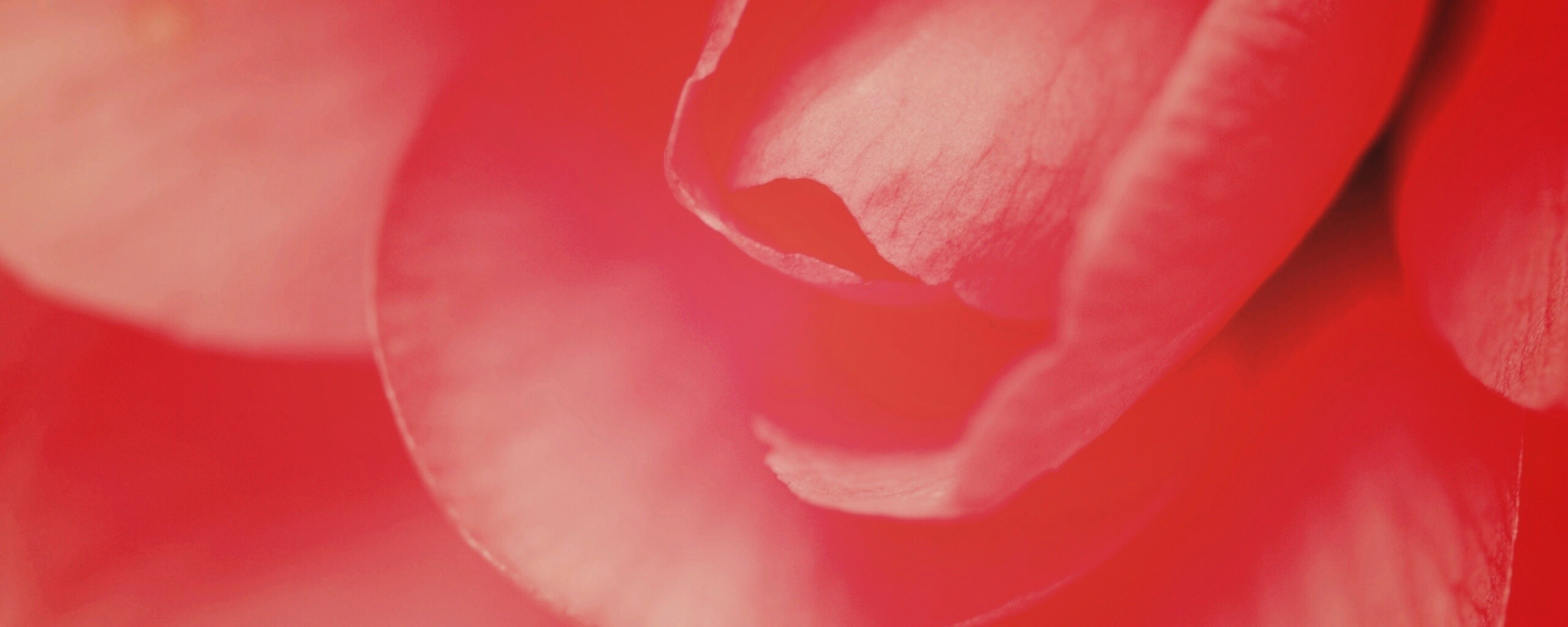 Лепестки розы обои