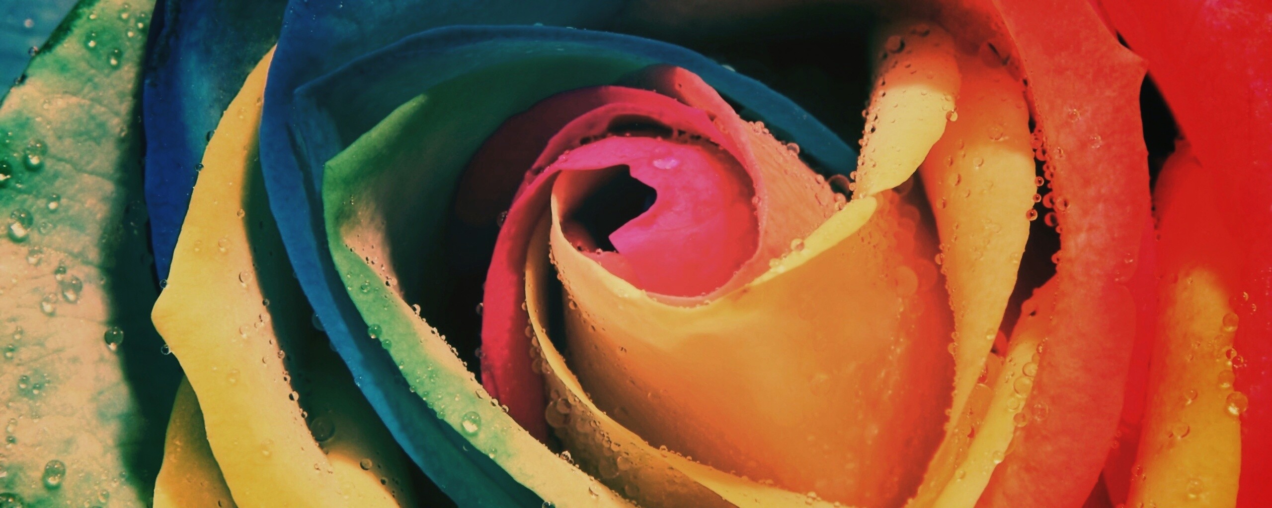 Радужная роза обои