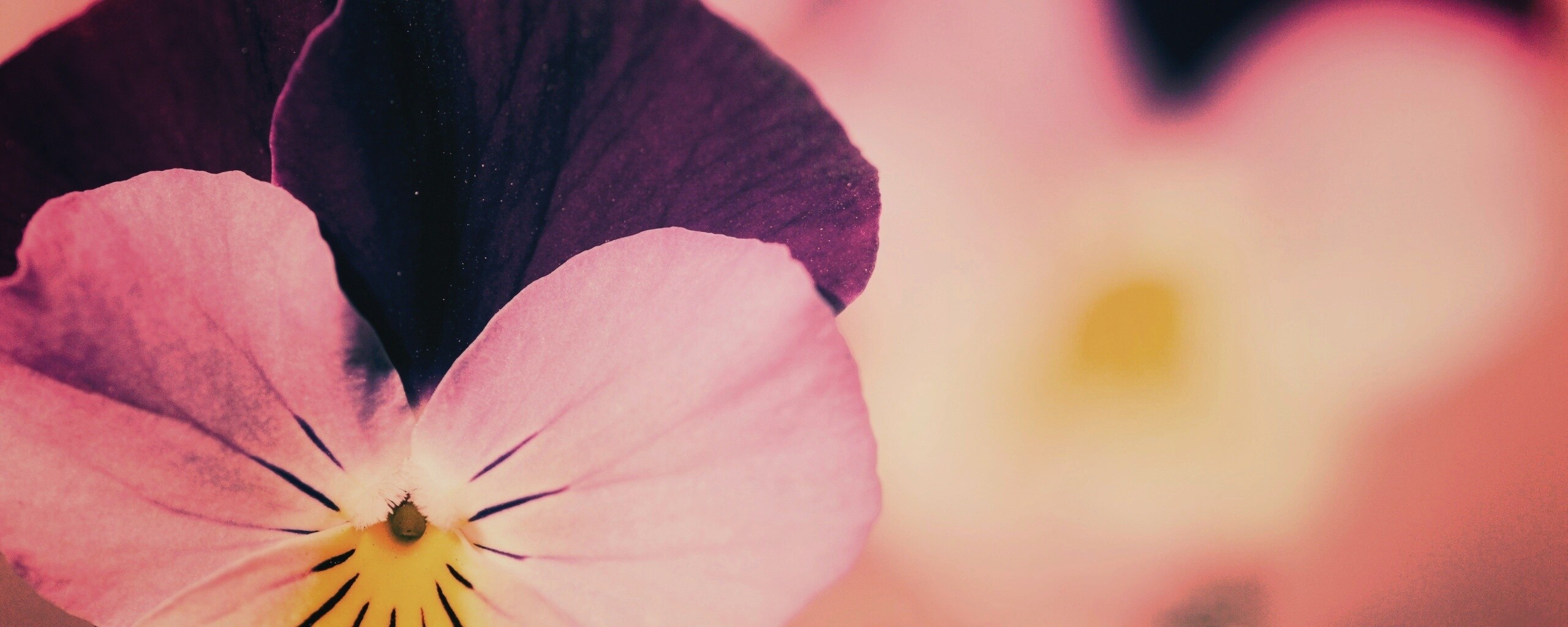 Фиолетовые цветы обои