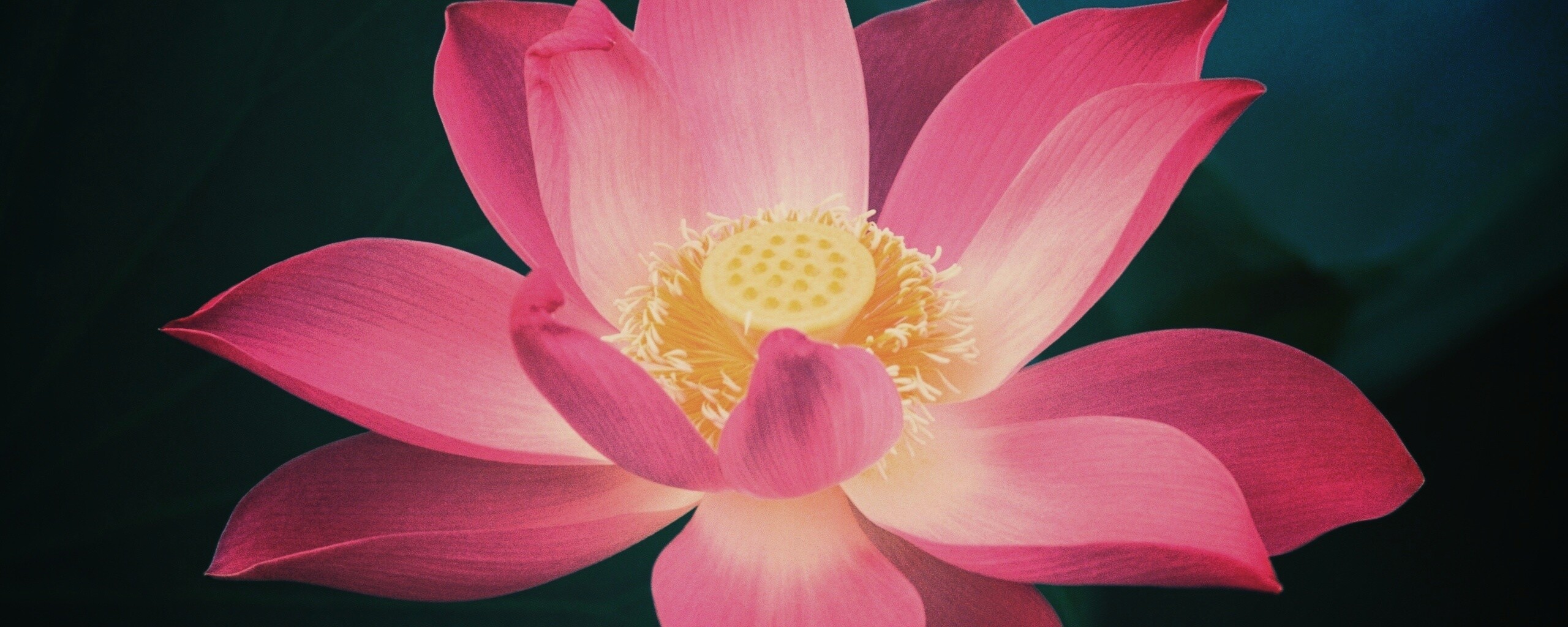 Сиреневый цветок обои