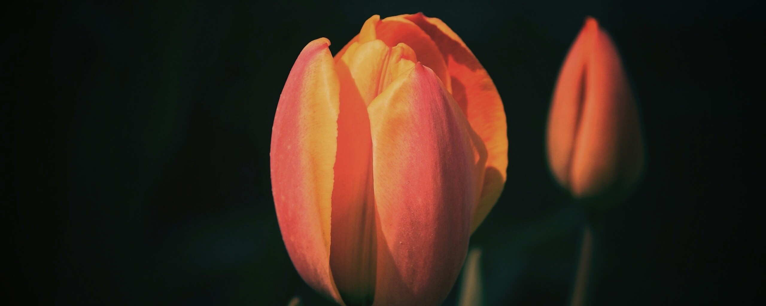 Распускающийся тюльпан обои