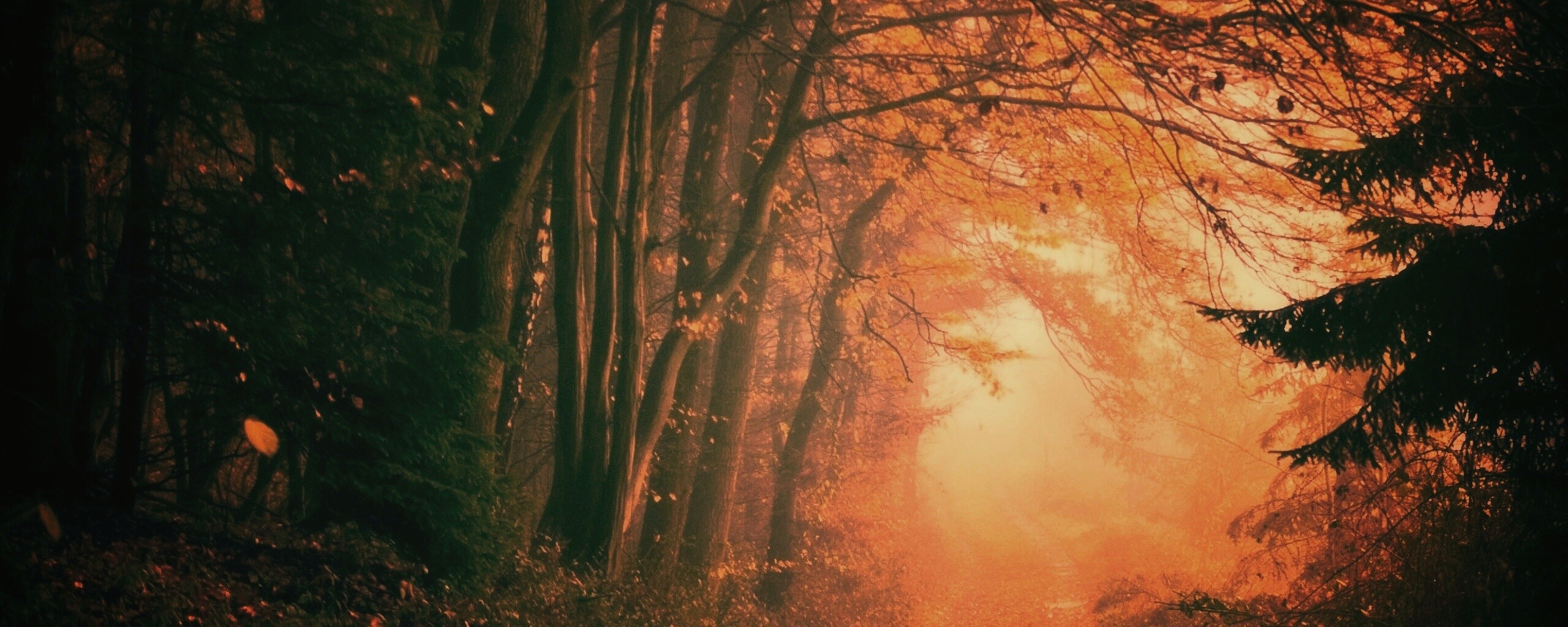 Дорожка заваленная листьями обои