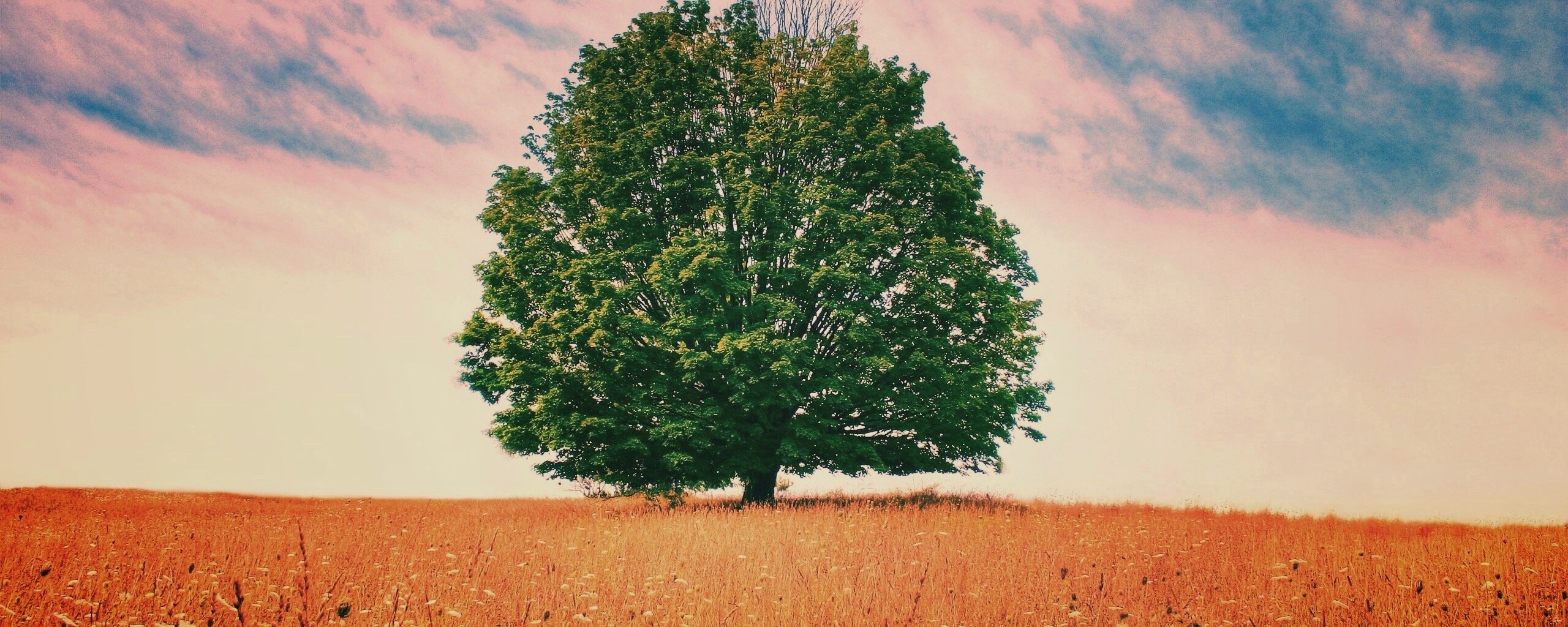 Зеленое дерево в желтом поле обои
