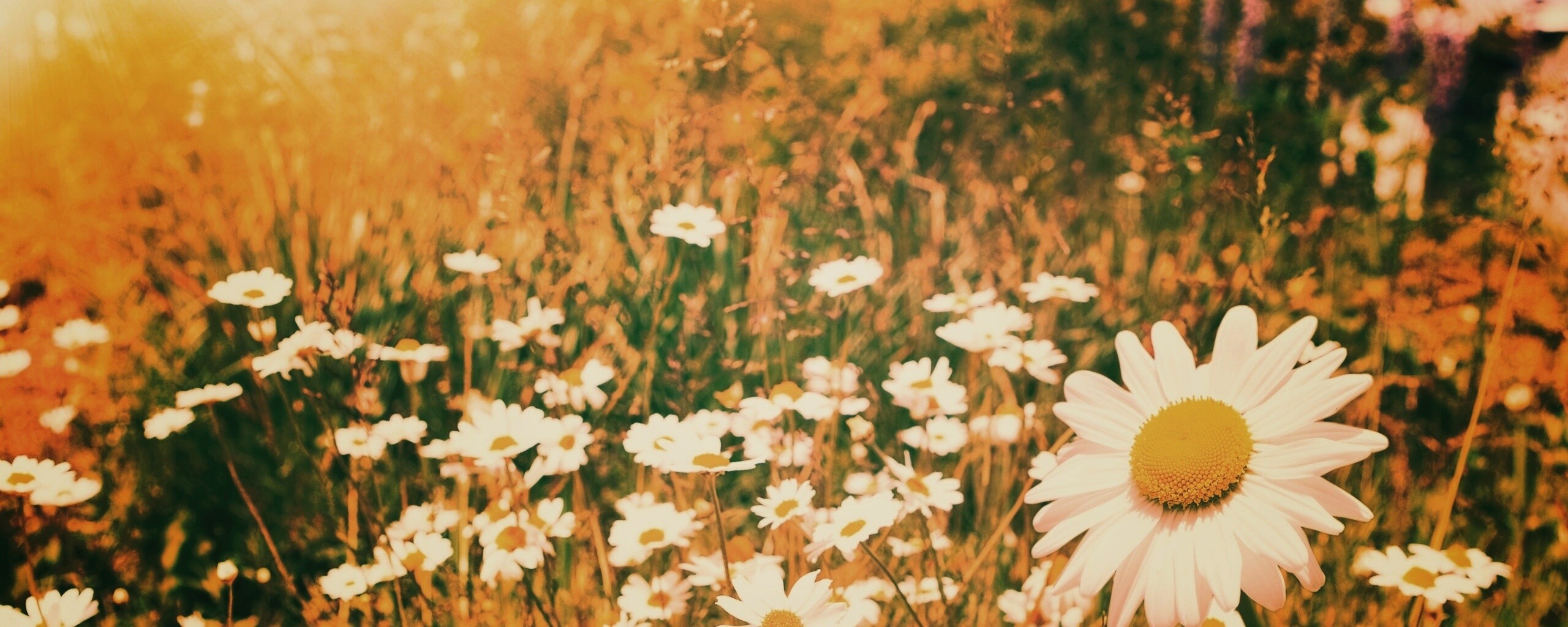 Солнечные ромашки обои