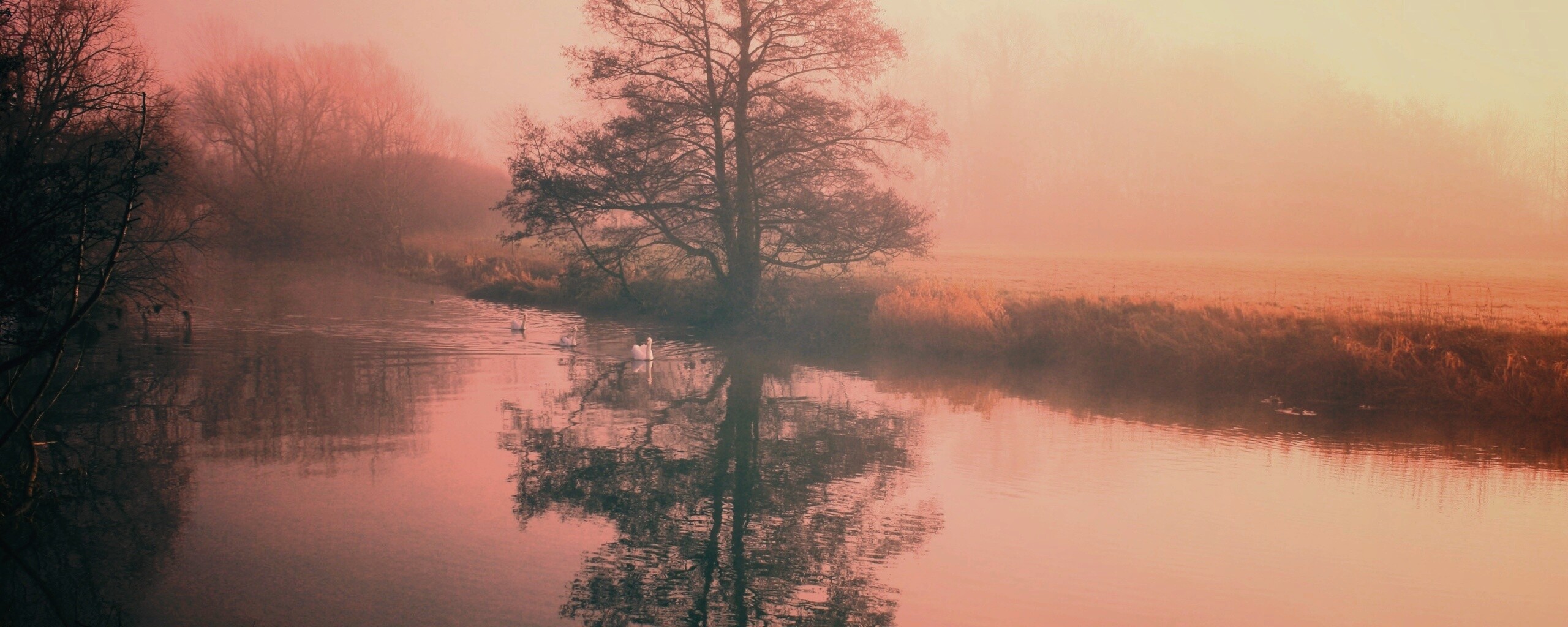 Дерево в тумане обои