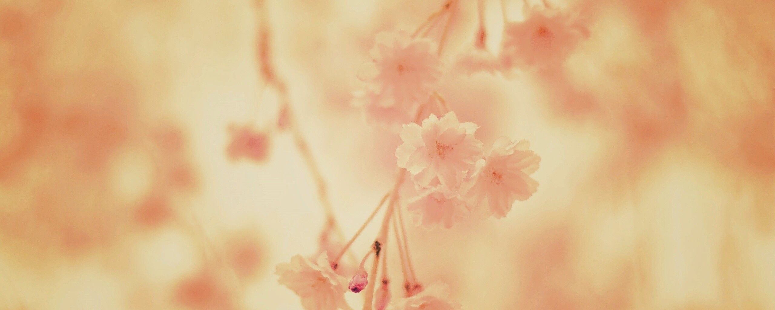 Нежные цветы обои