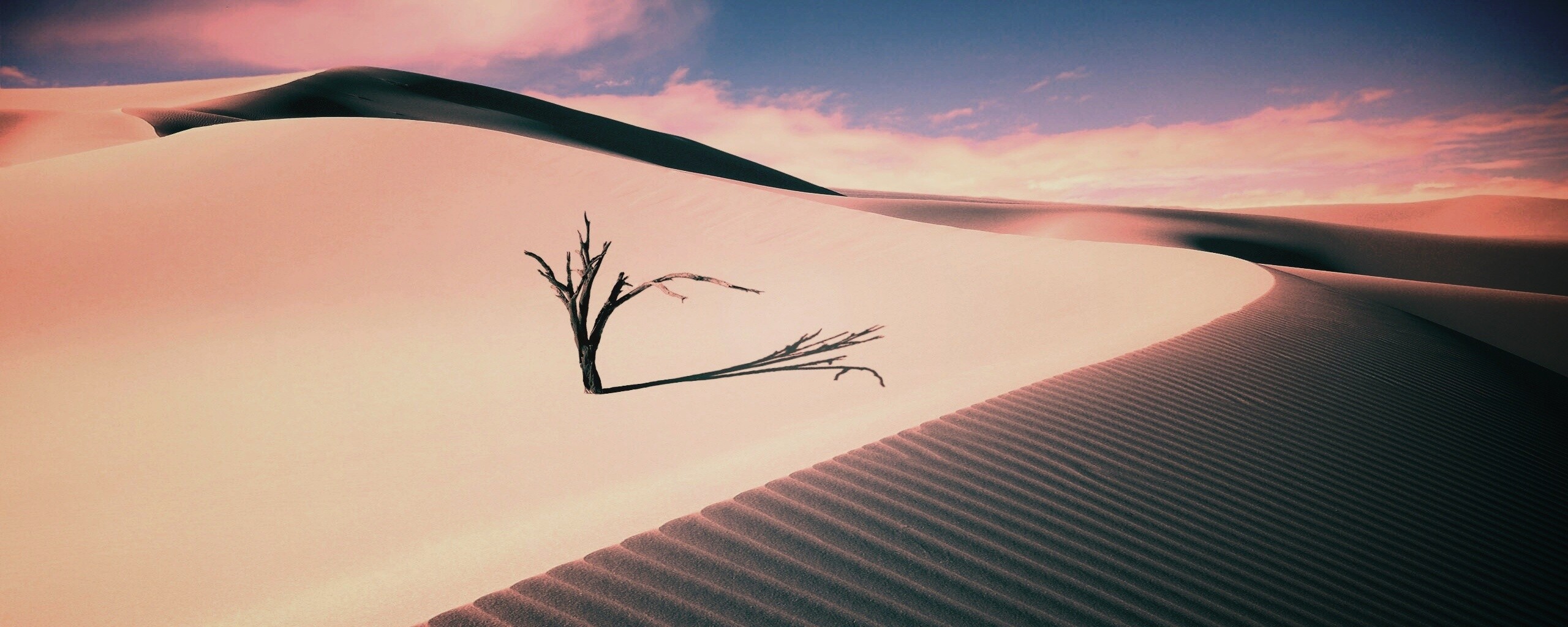 Сухостой в пустыне обои